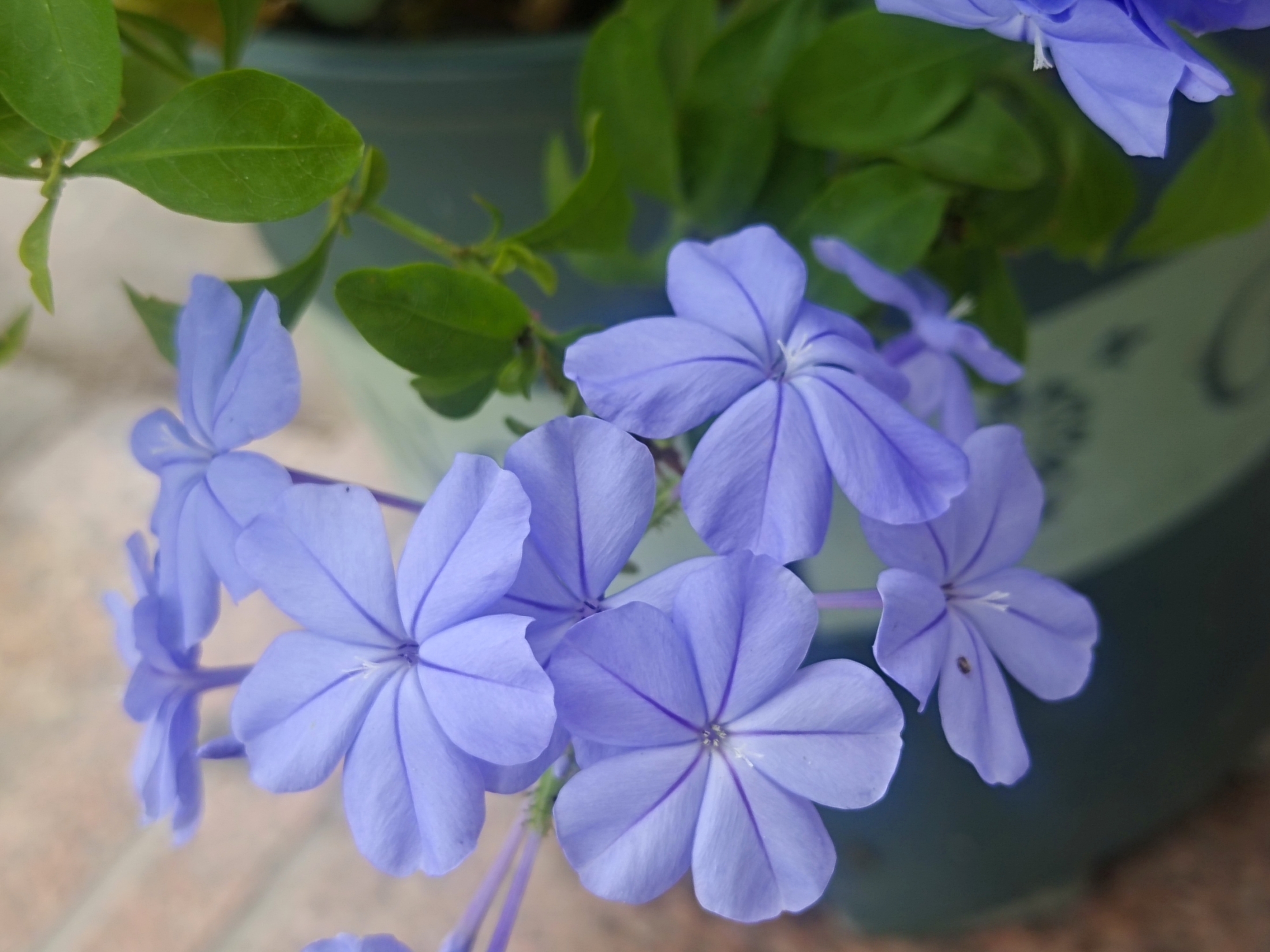 清照/手机拍摄 文字:清照 万绿丛中一朵蓝,那就是蓝雪花,也叫蓝花丹