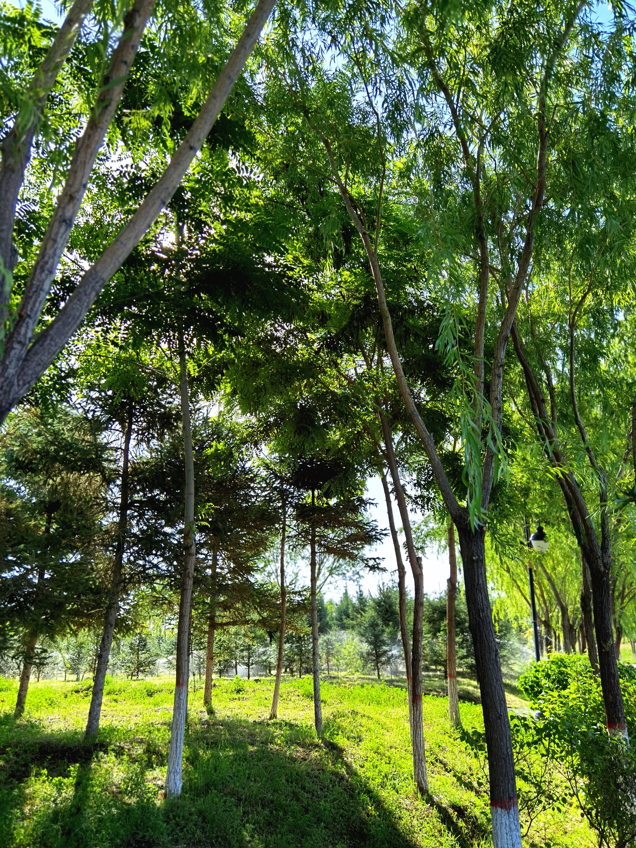 森林的早晨 【首发】