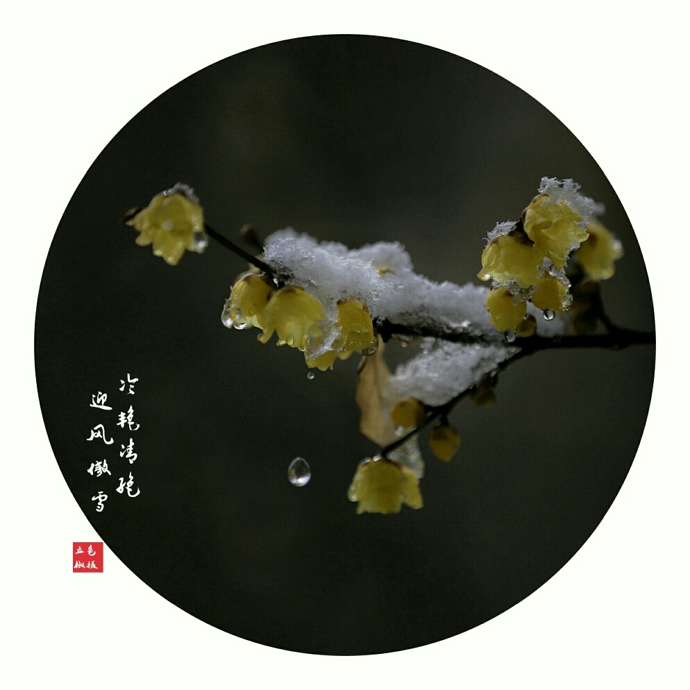 蜡梅傲雪