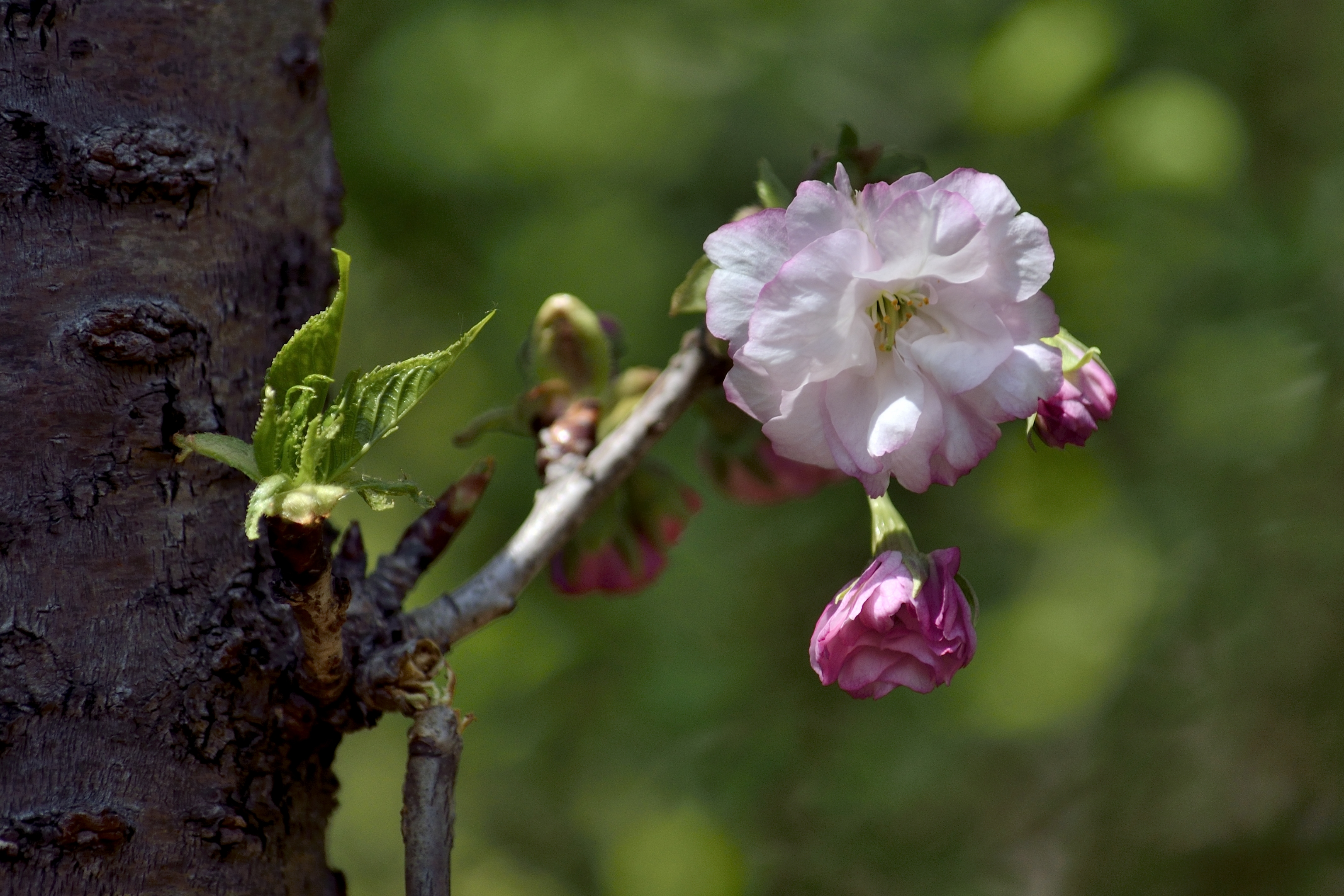 樱花系列一福禄寿樱花(首发)
