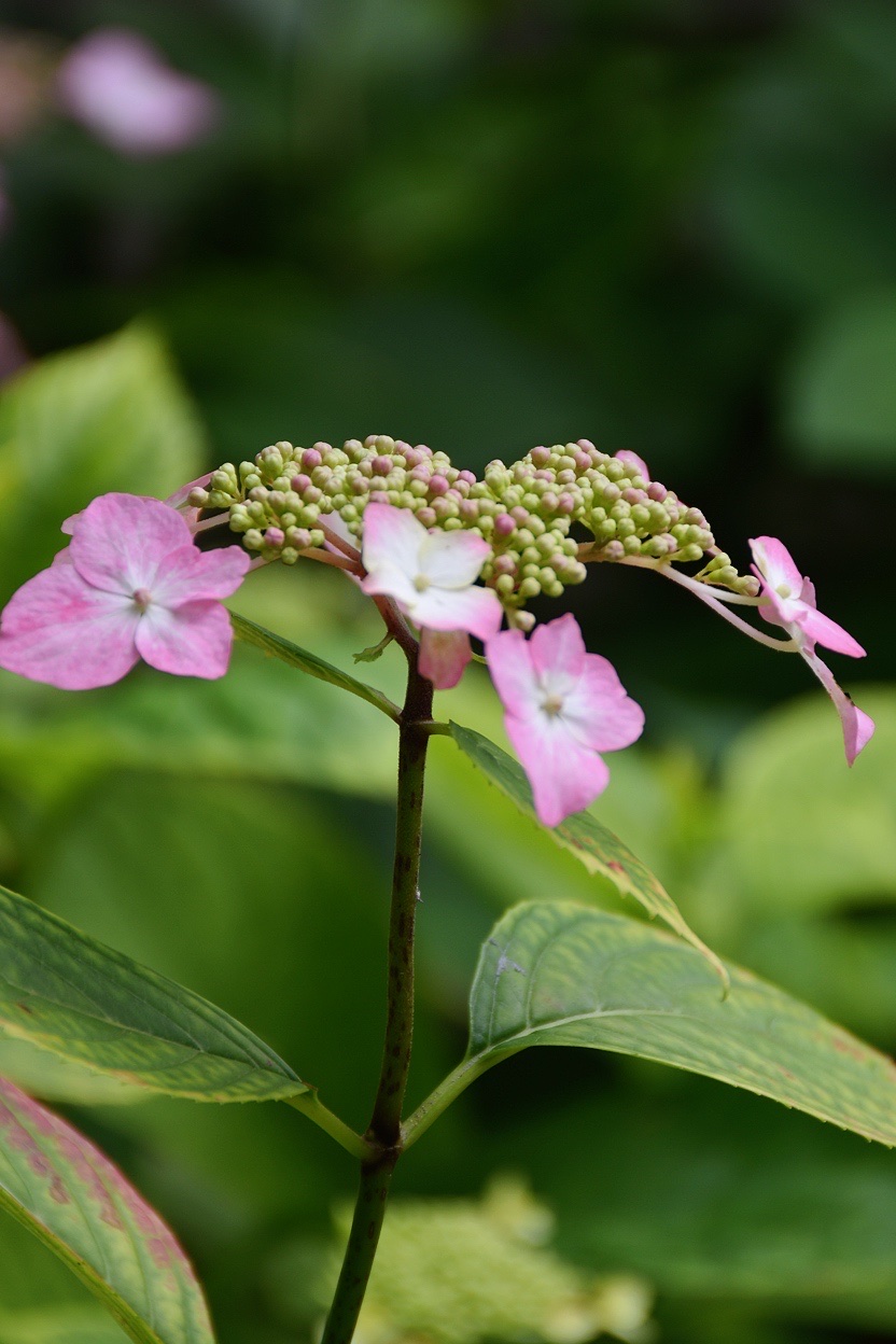 【首发】红绣球