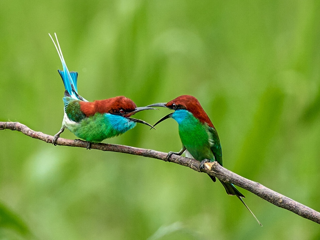 两只快乐的小鸟【首发】