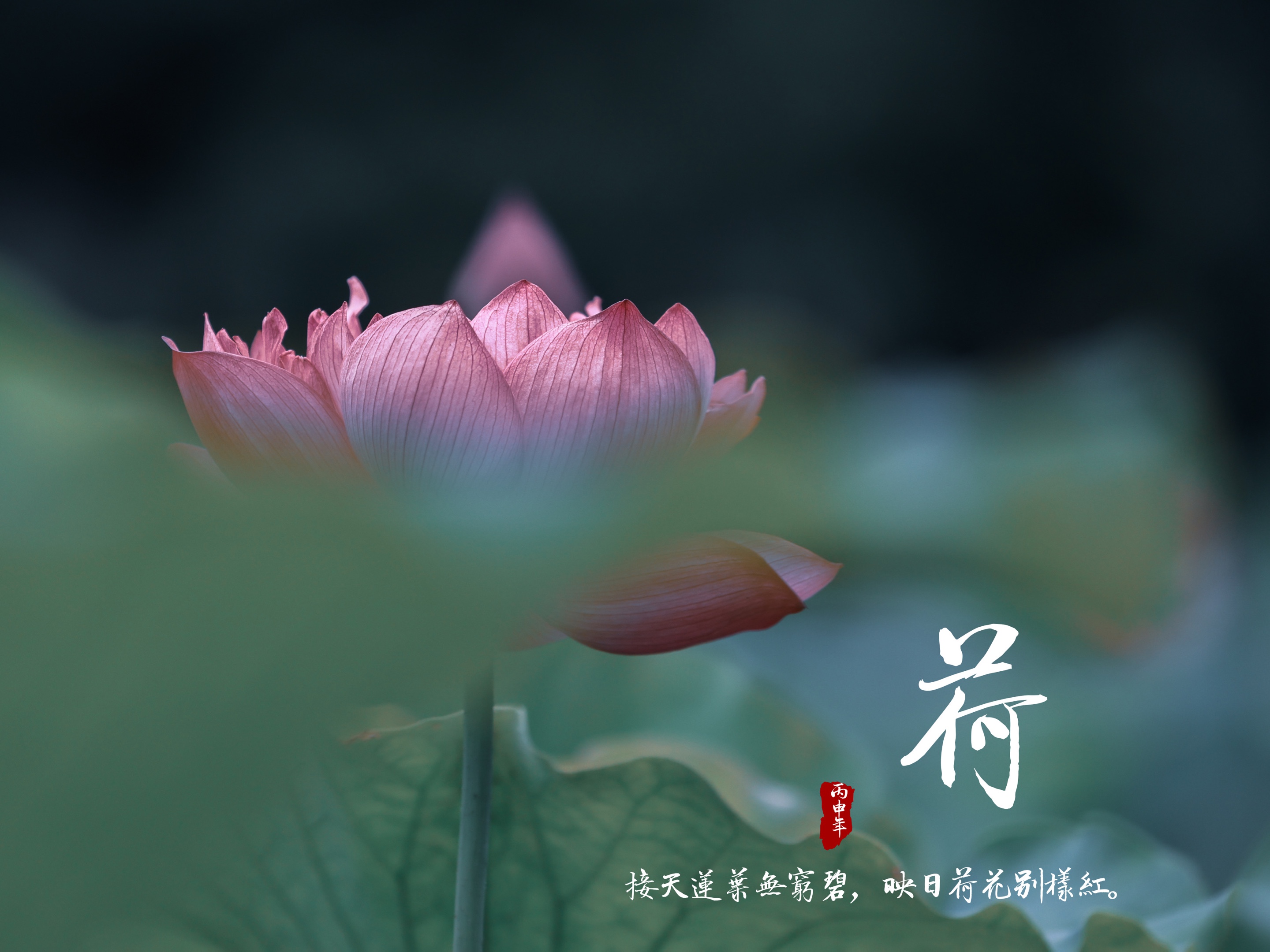 来生愿做一朵莲