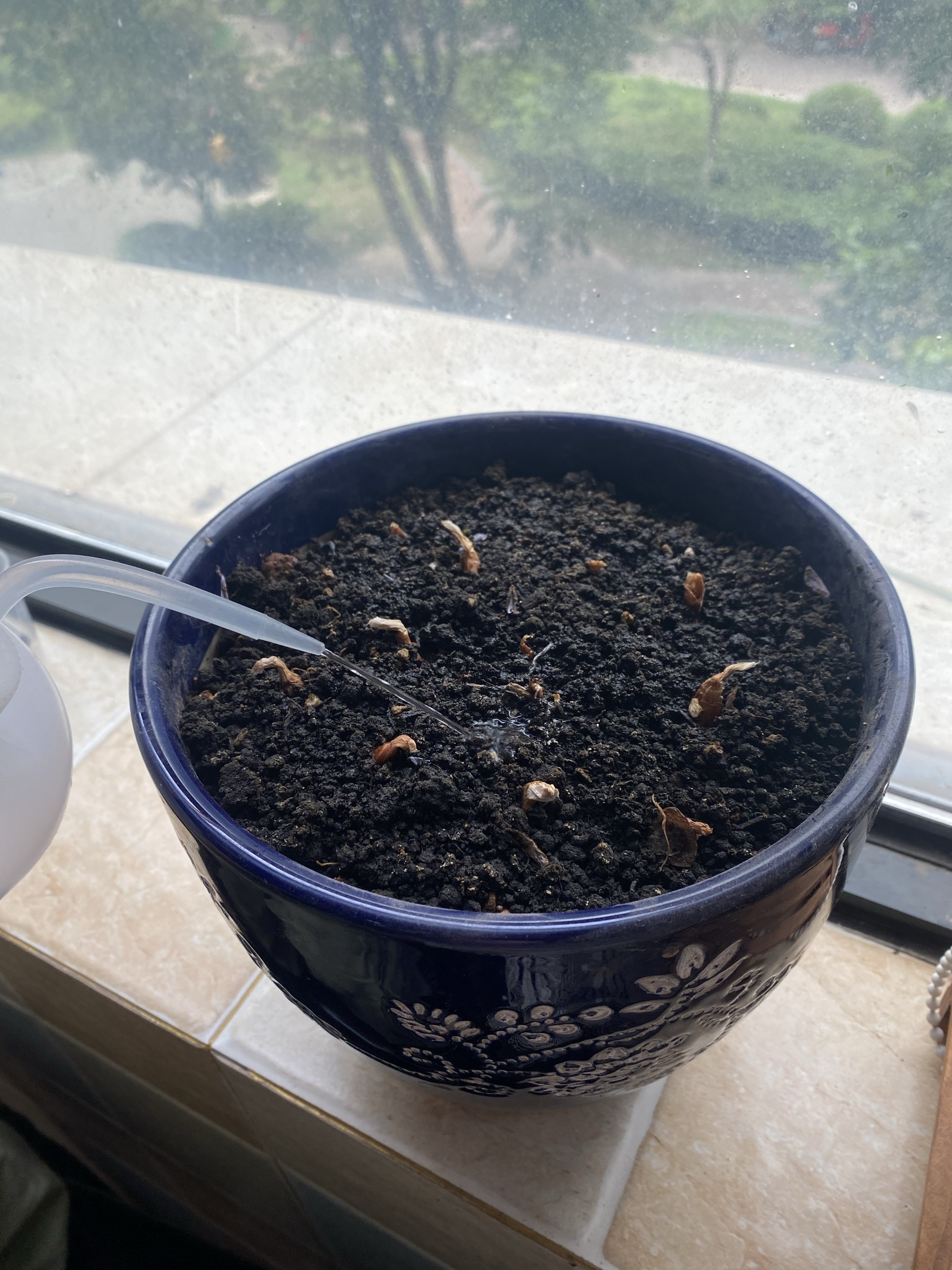 从这天之后,我每天都要给葱浇水,好让它快快长大,快快发芽97.