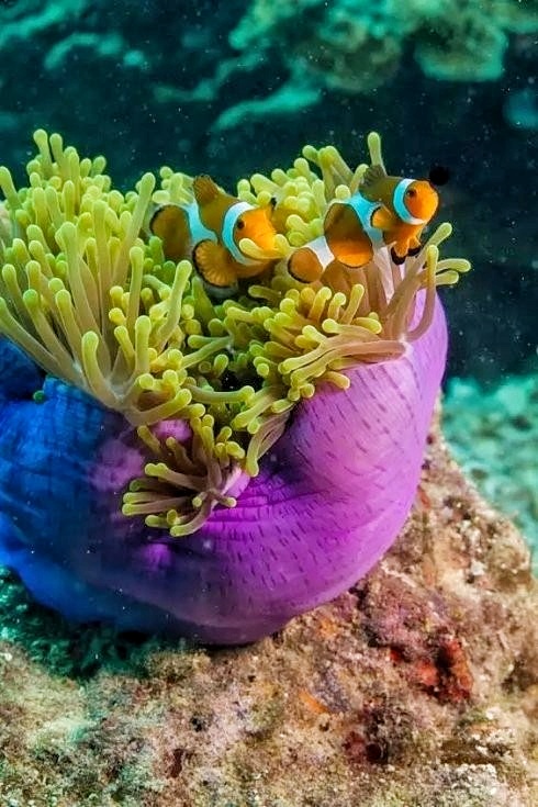 海底奇观花草迷人水下微距摄影