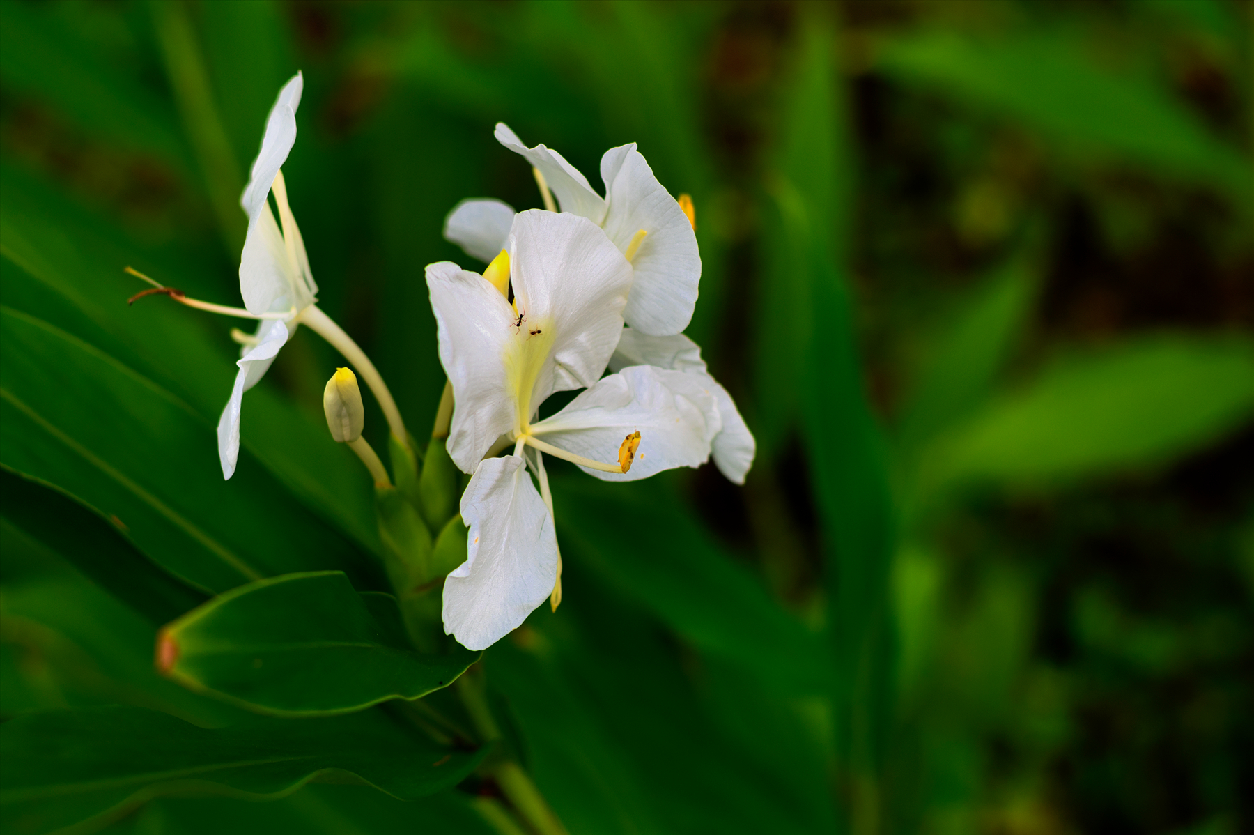 姜花又名野姜花,姜花属淡水草本植物,高1-2米,花序为穗状,一般为白色