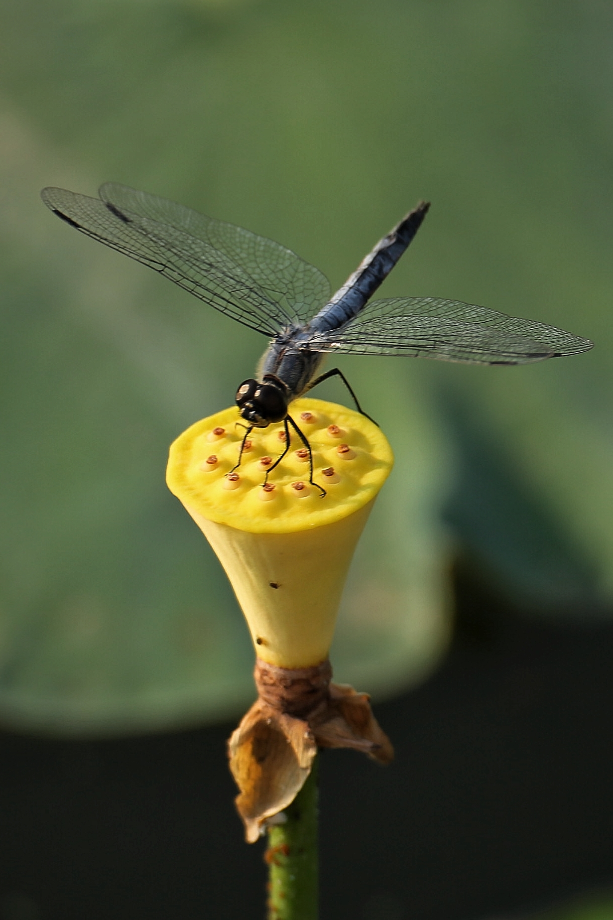 莲蓬上的蜻蜓《首发》