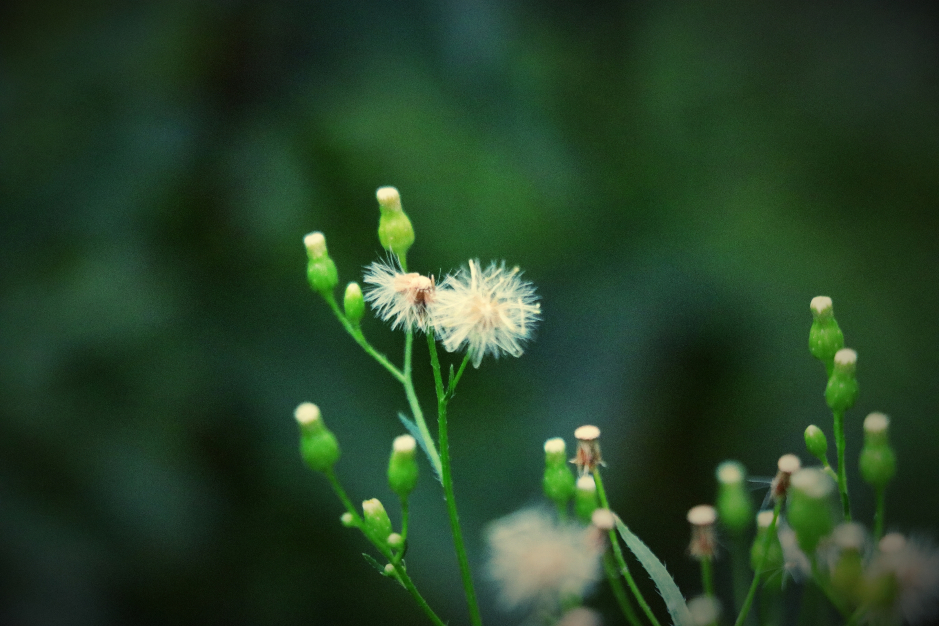 小蓬草【首发】