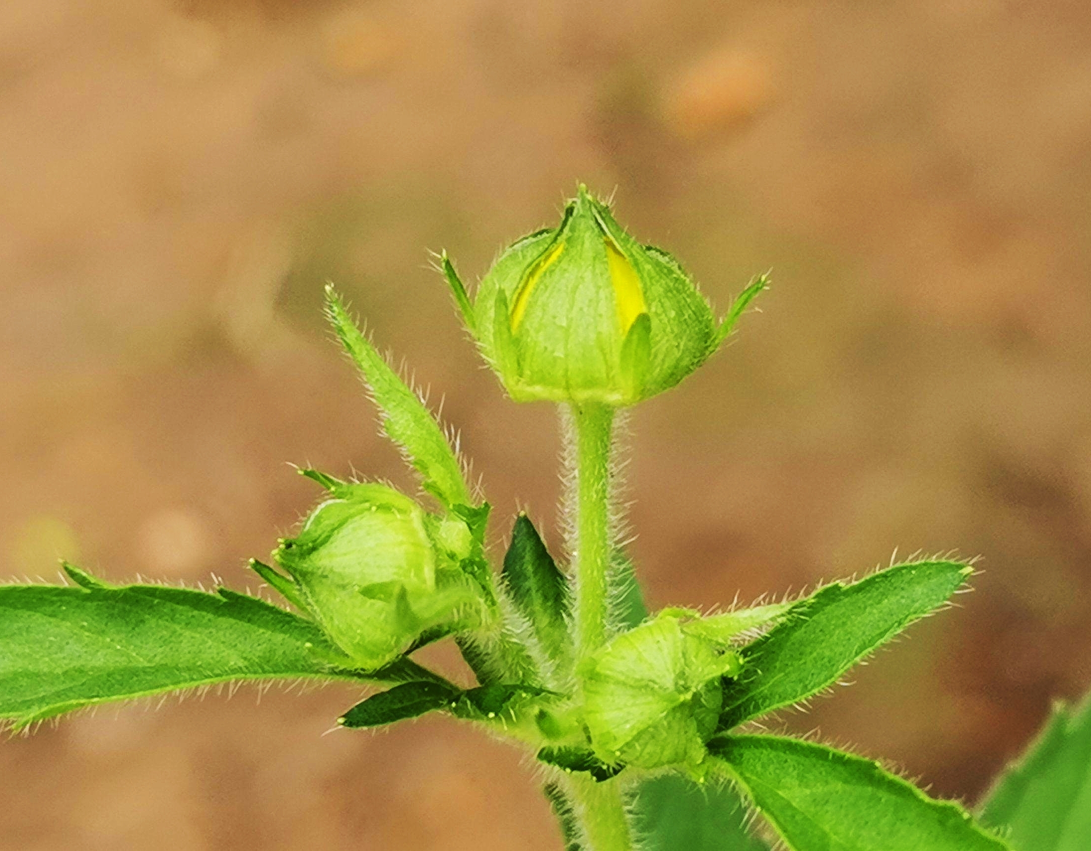 《首发》微距—柔毛路边青