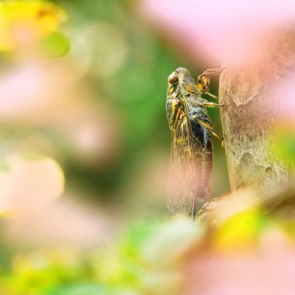 枫叶听到蝉鸣 羞涩的脸颊 点缀一抹唇红 用一朵多情的泪花 追随秋蝉的