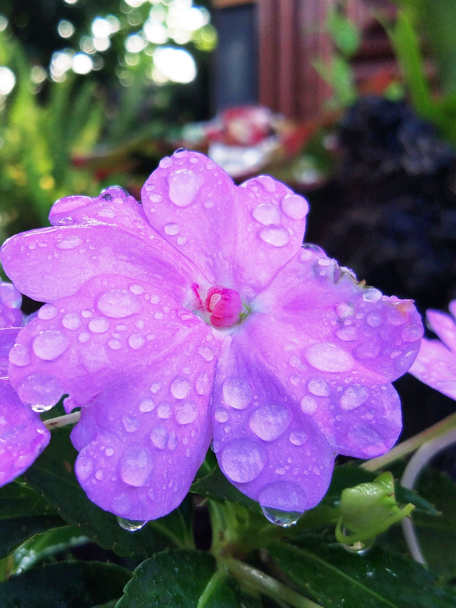 【首发】微距:雨中凤仙花