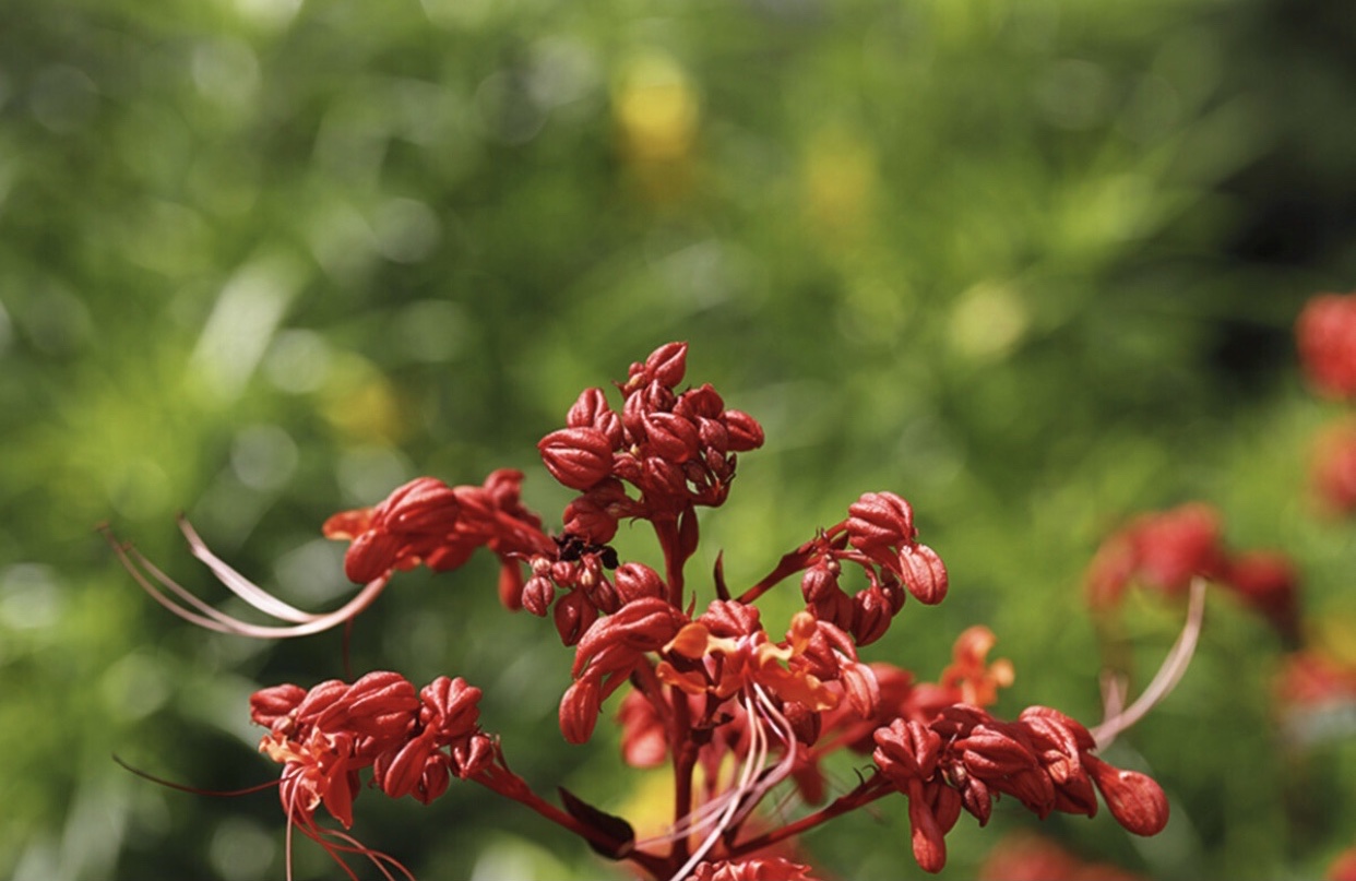 【首发】状元红