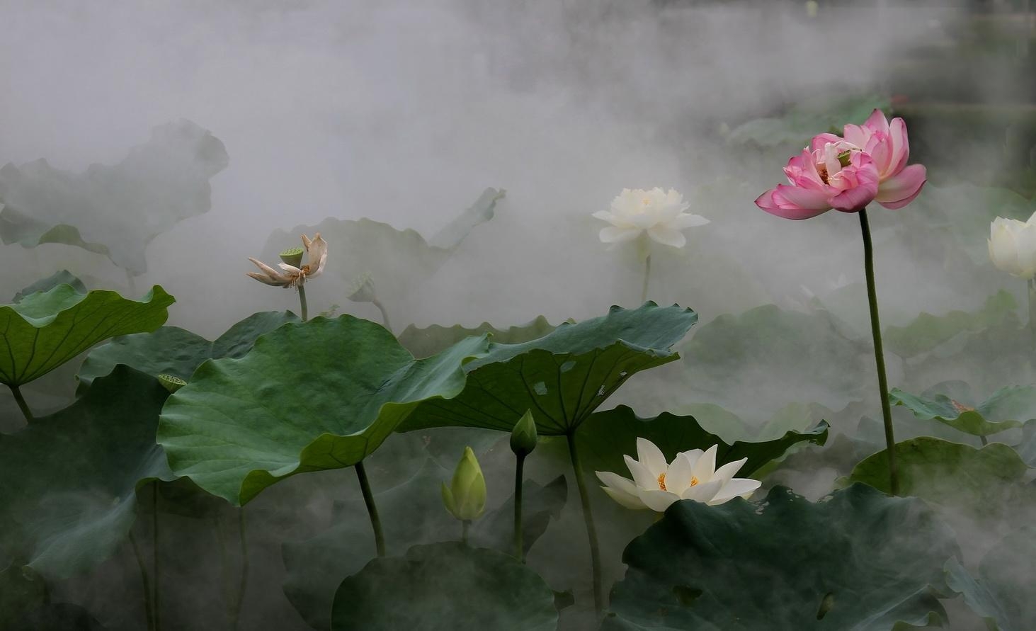 乡愁二 文/廋竹先生任永成 二零一八年十一月 网