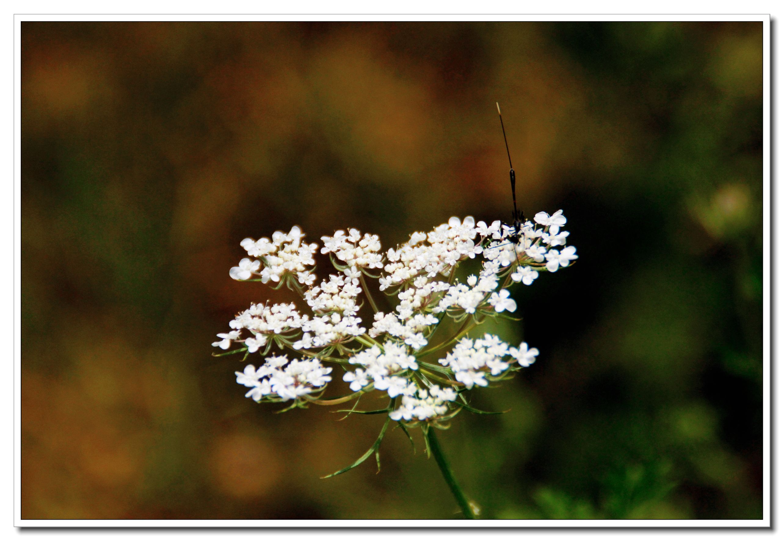 【首发】野萝卜花