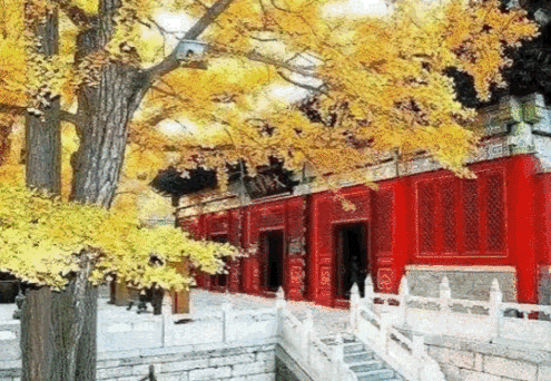 495_342gif 动态图 动图