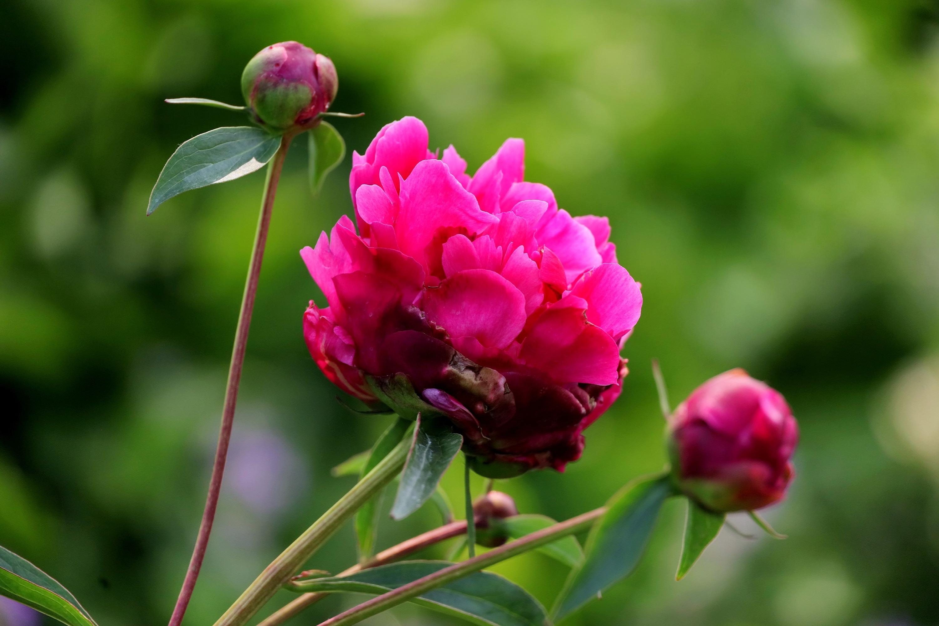 花中宰相～芍藥