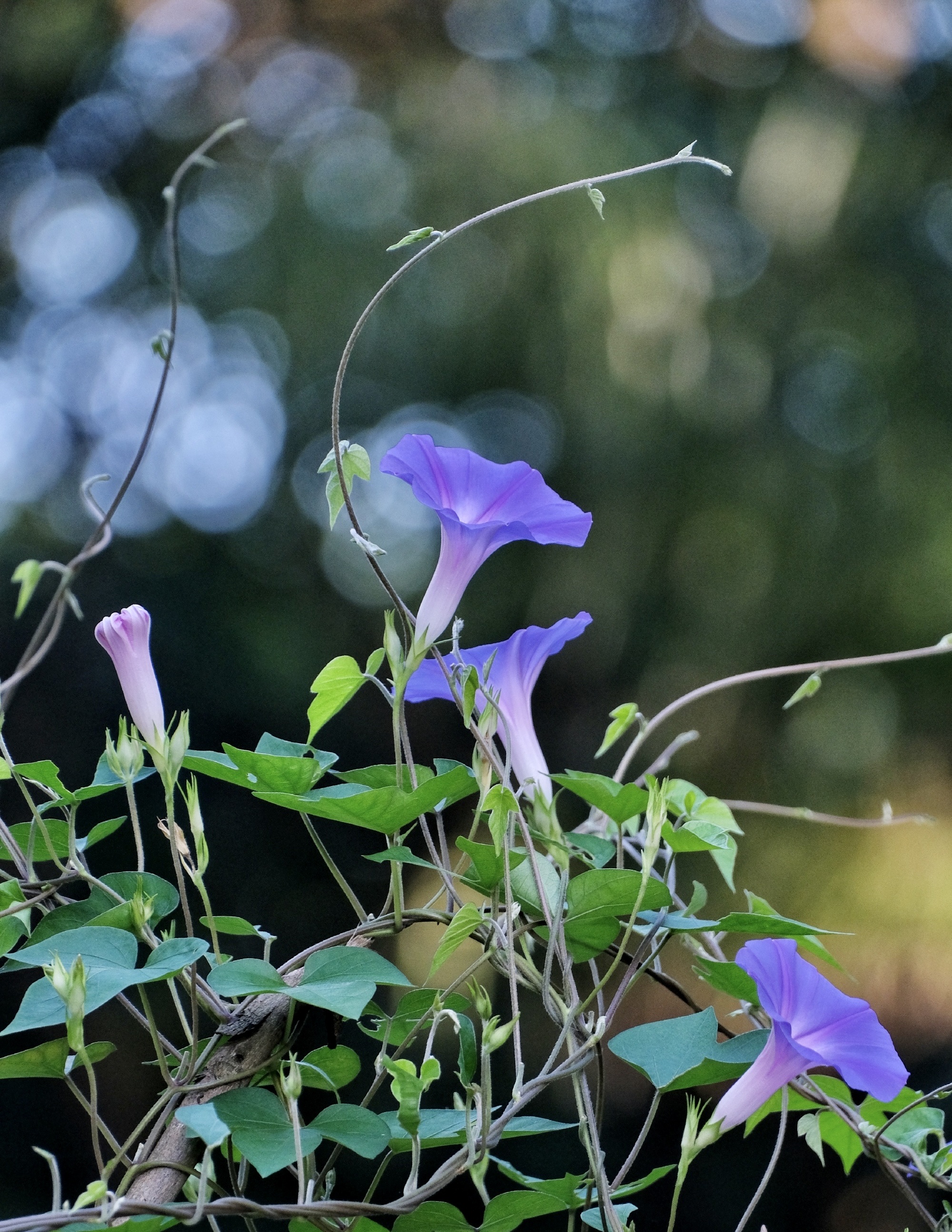 首发 牵牛花