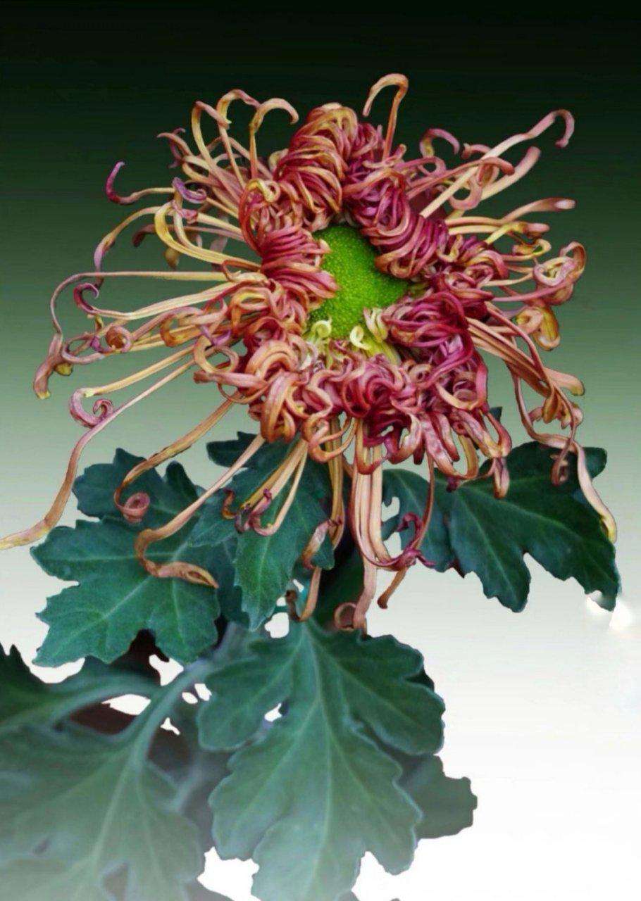 【首发】 寿客花开始觉秋