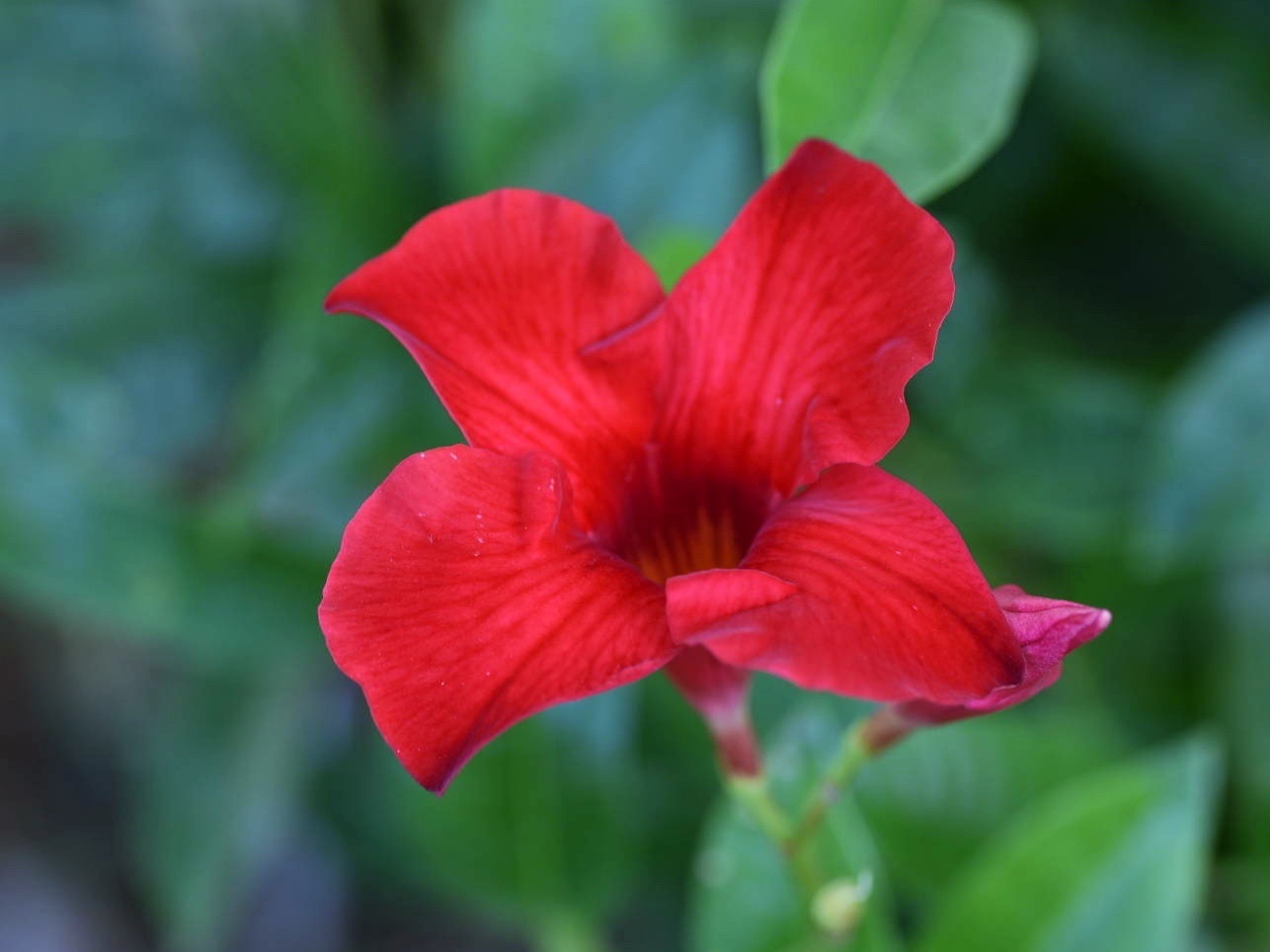 【首发】芦莉花