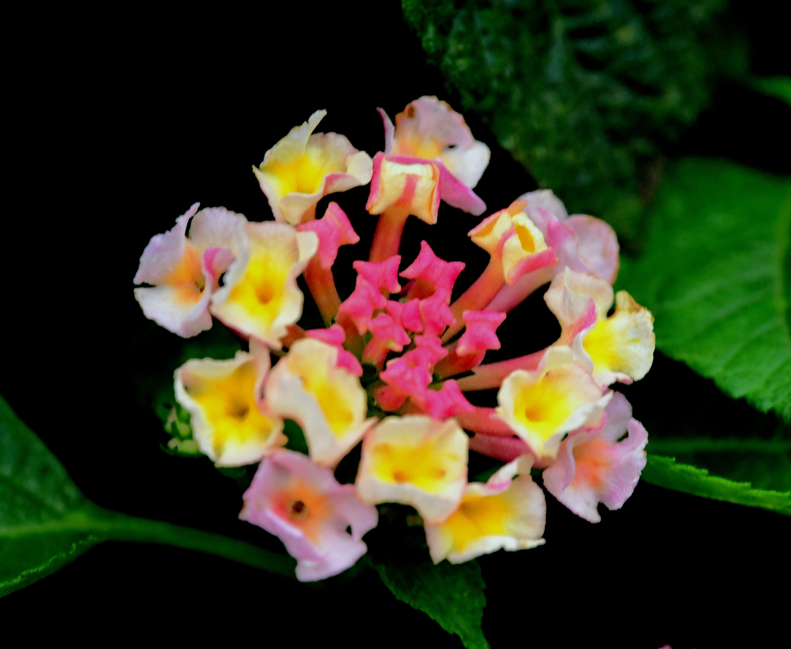 花卉摄影一一五色梅【首发】