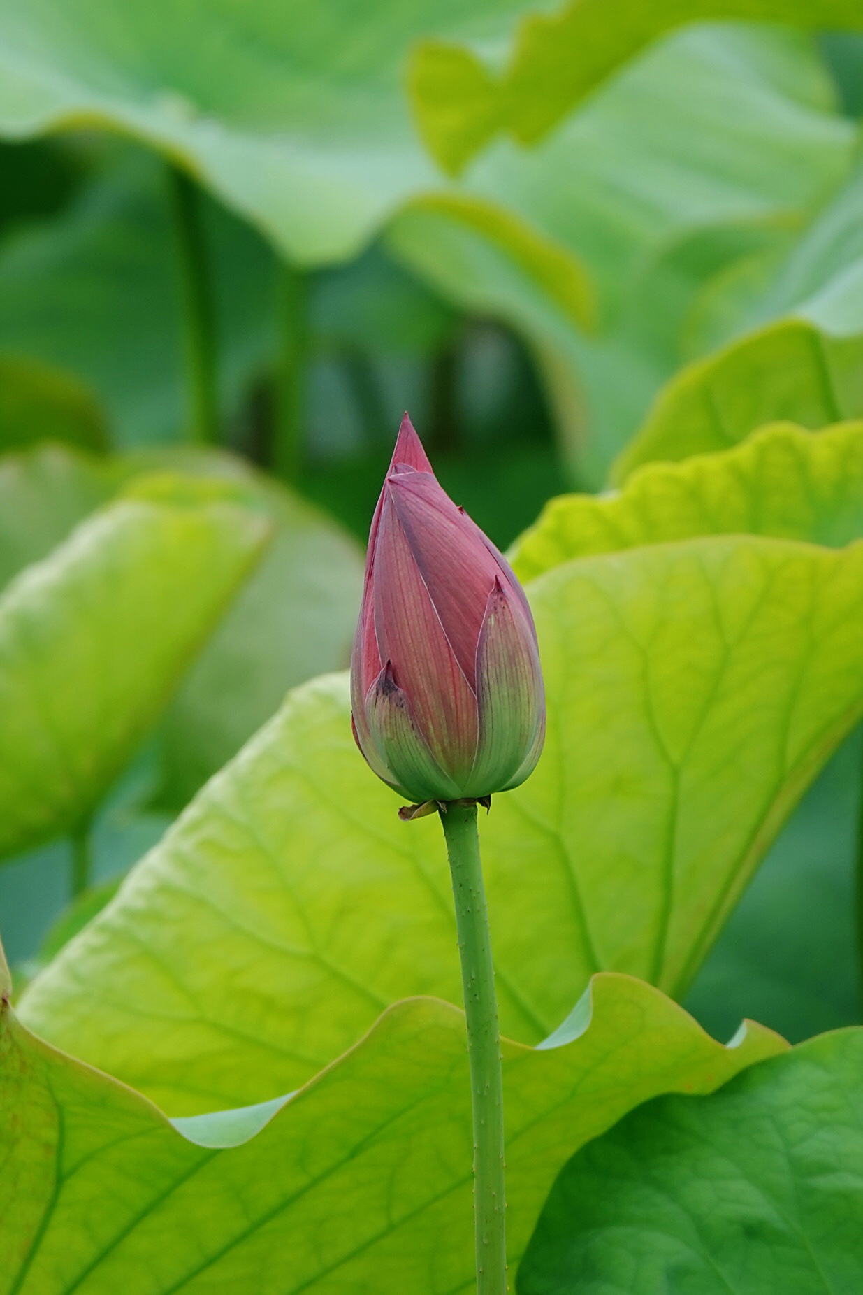 【首发】一朵含苞待放的夏荷
