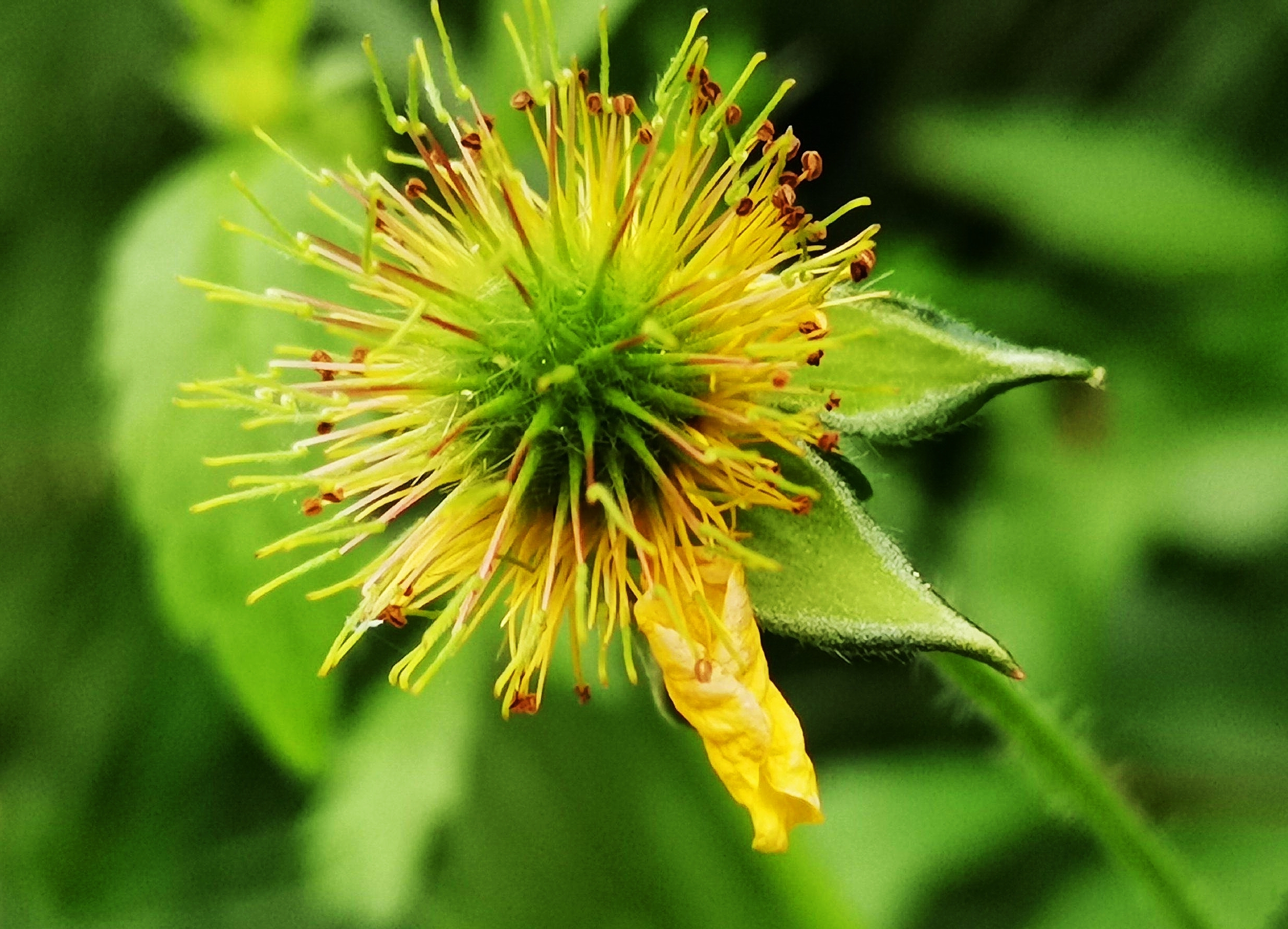 《首发》微距—柔毛路边青