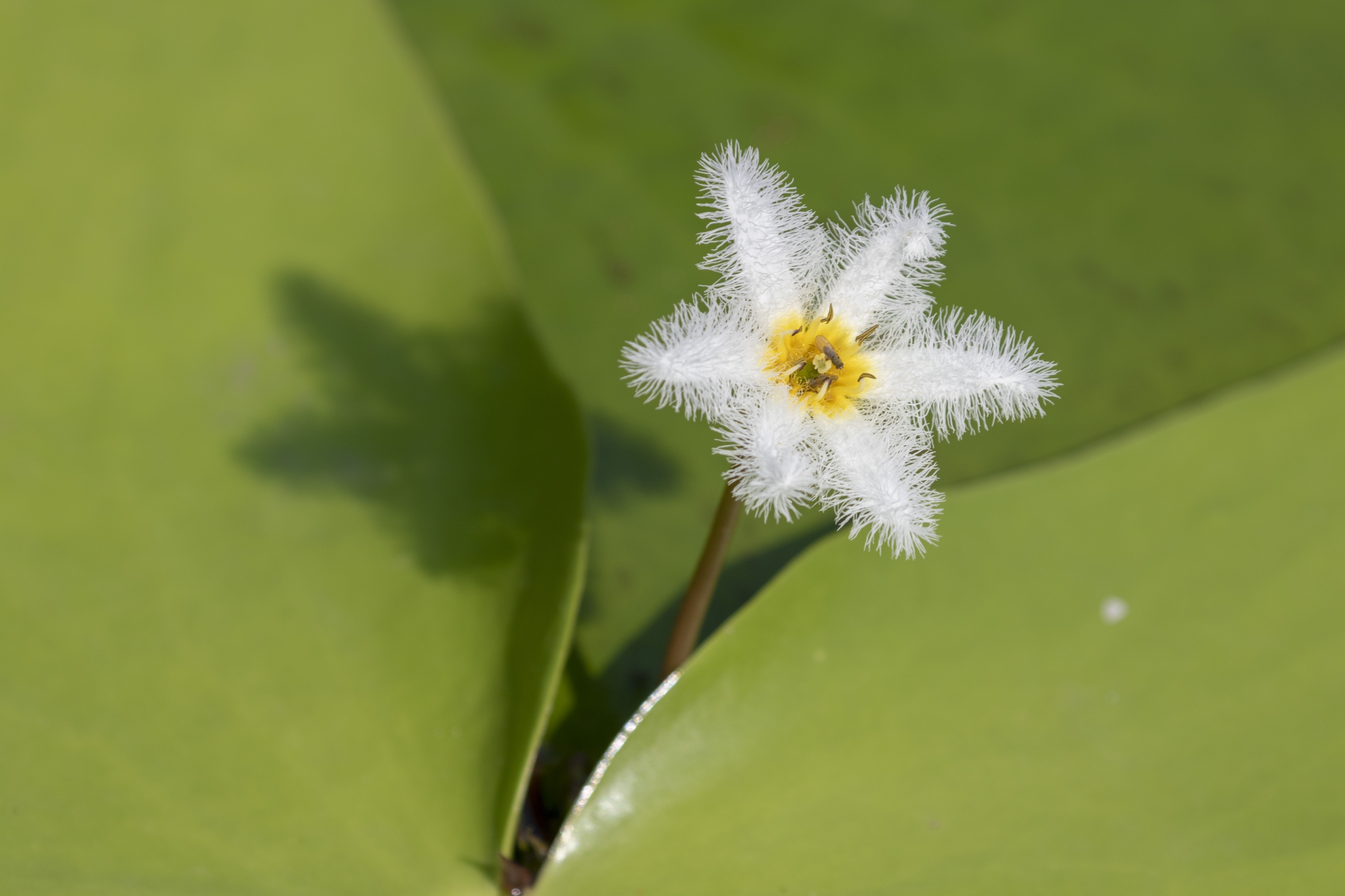 【首发】金银莲花(4)