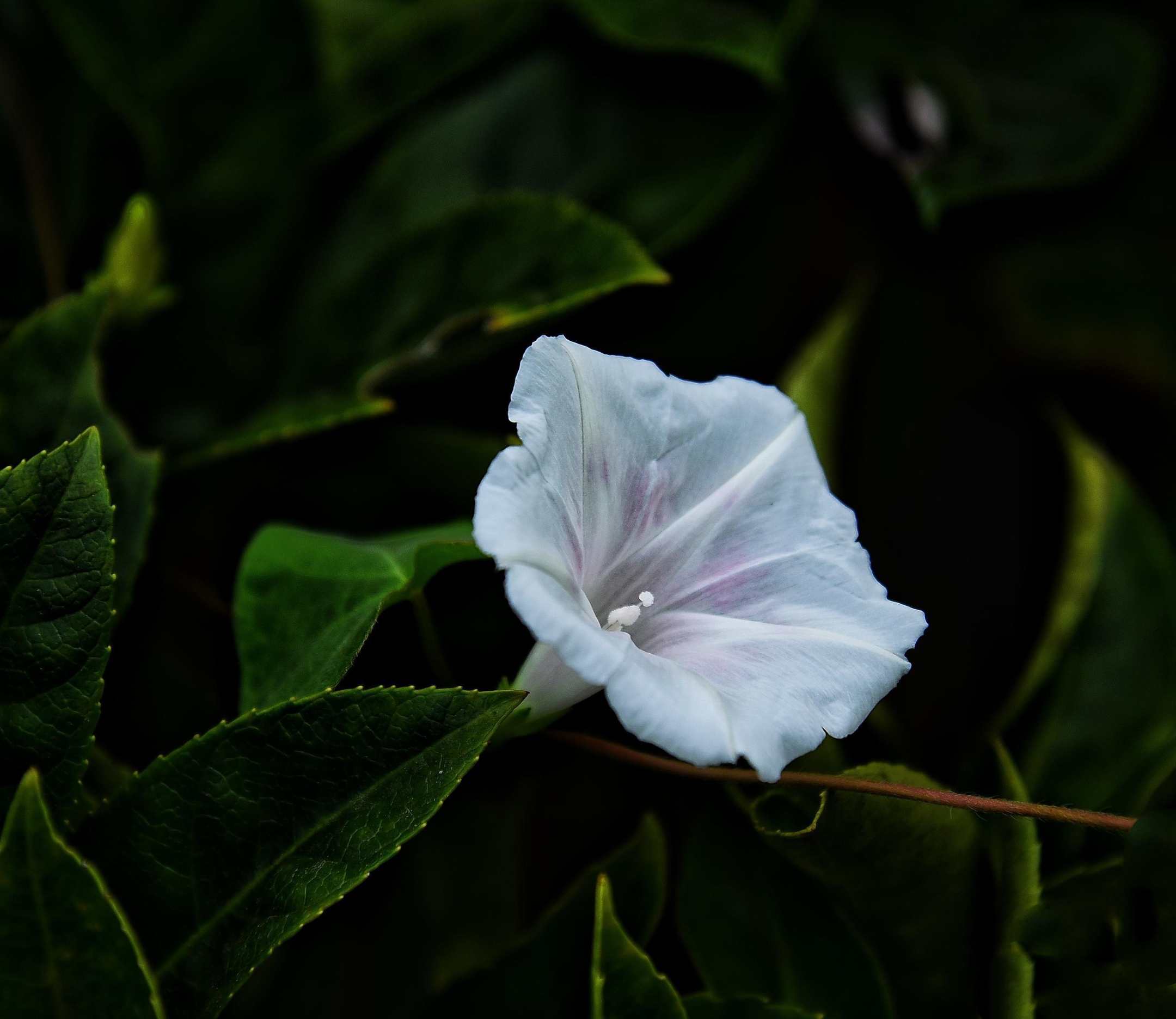 【首发】白色牵牛花