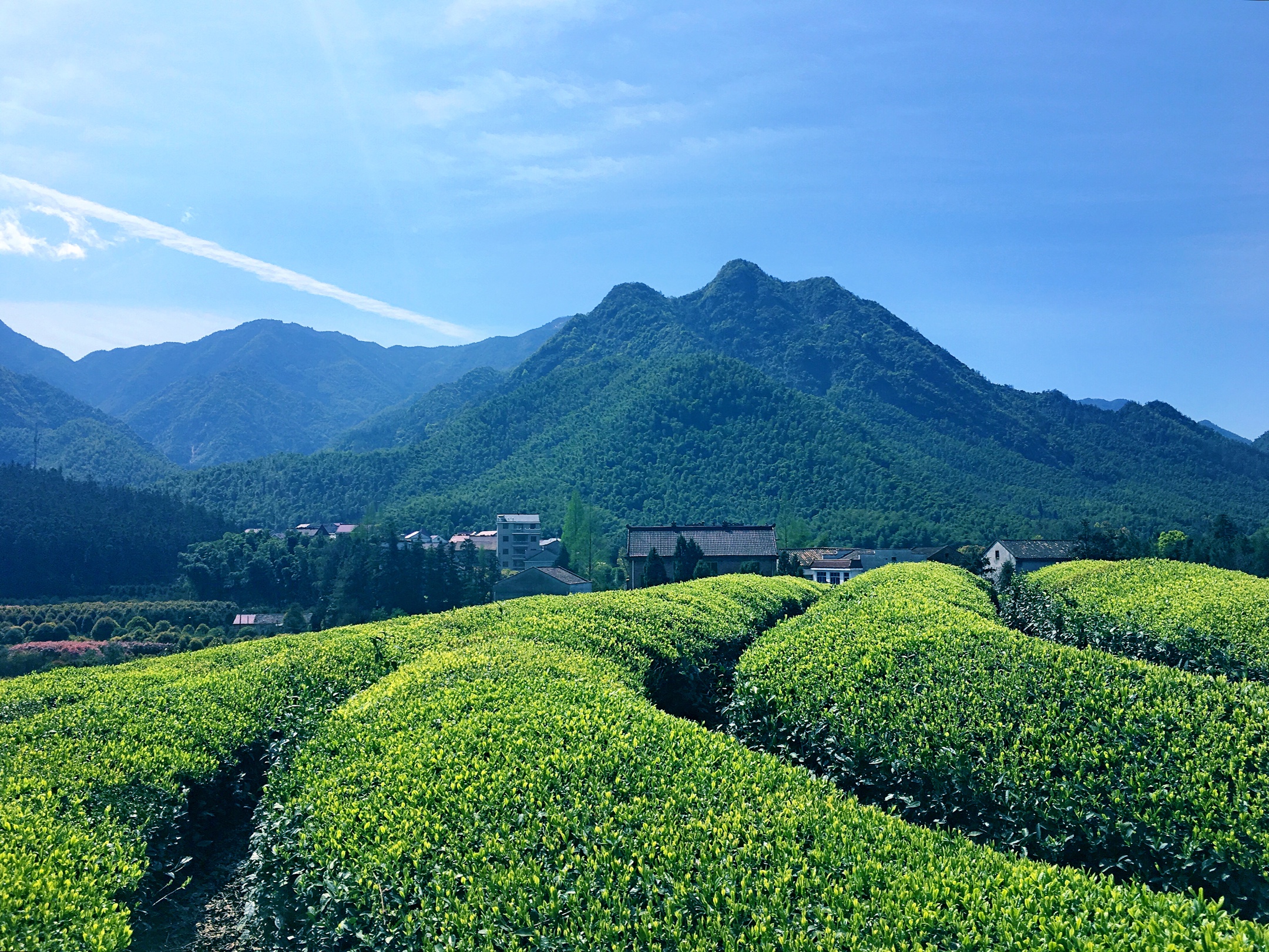 忆醉美白沙溪2019年4月至6月摄于白沙溪畔手机版