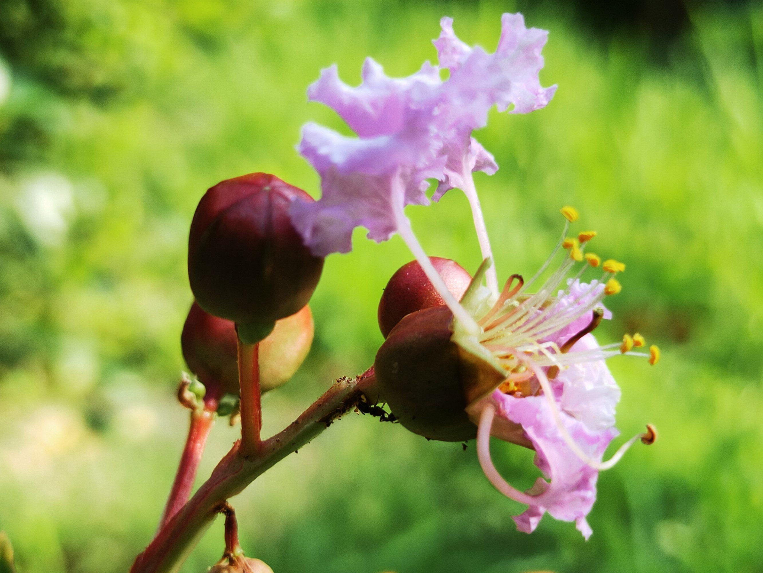 【首发】紫薇花与果