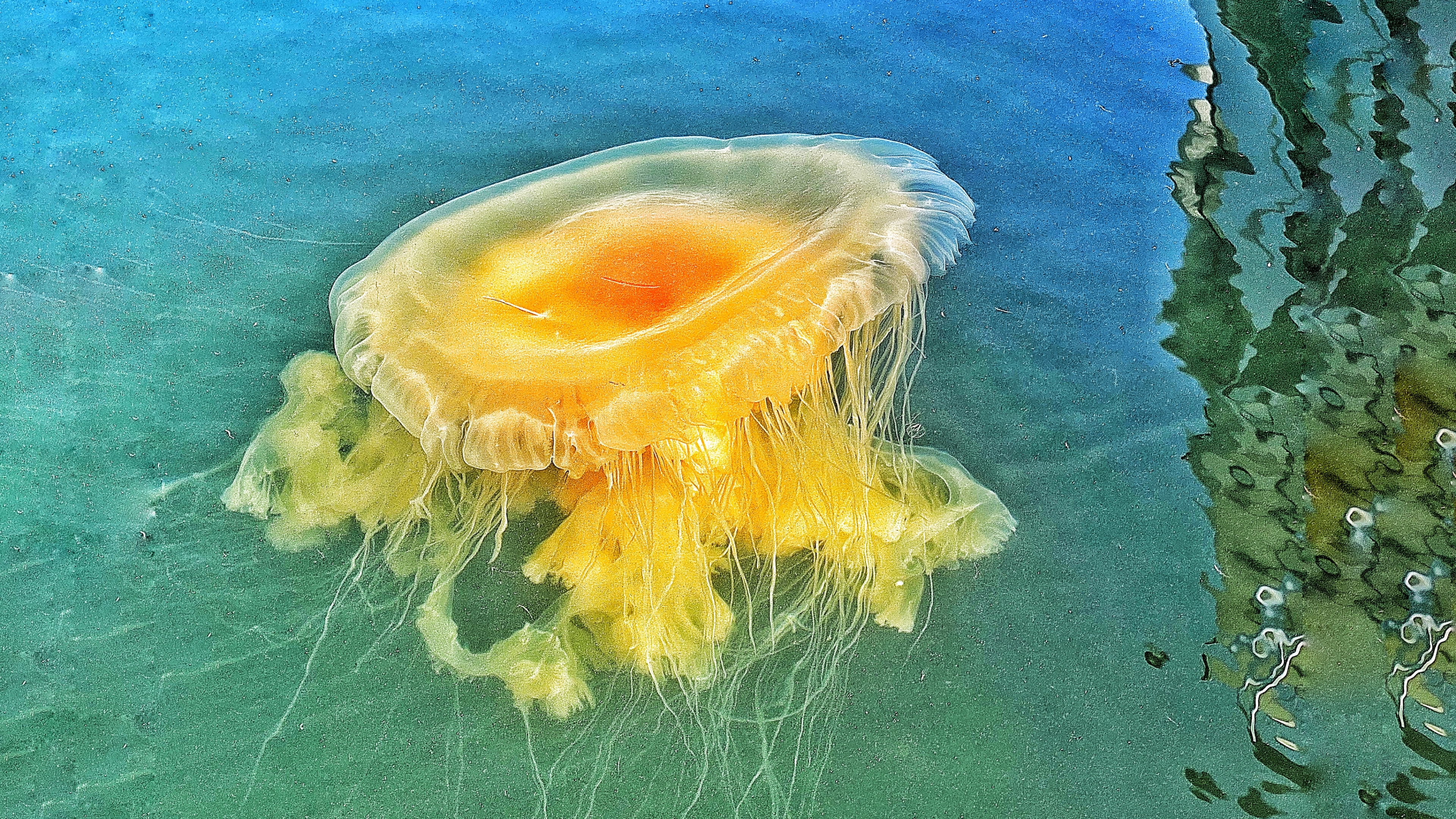 在海边拍摄到的海母《首发》