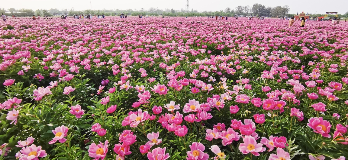 芍药花海尽风流