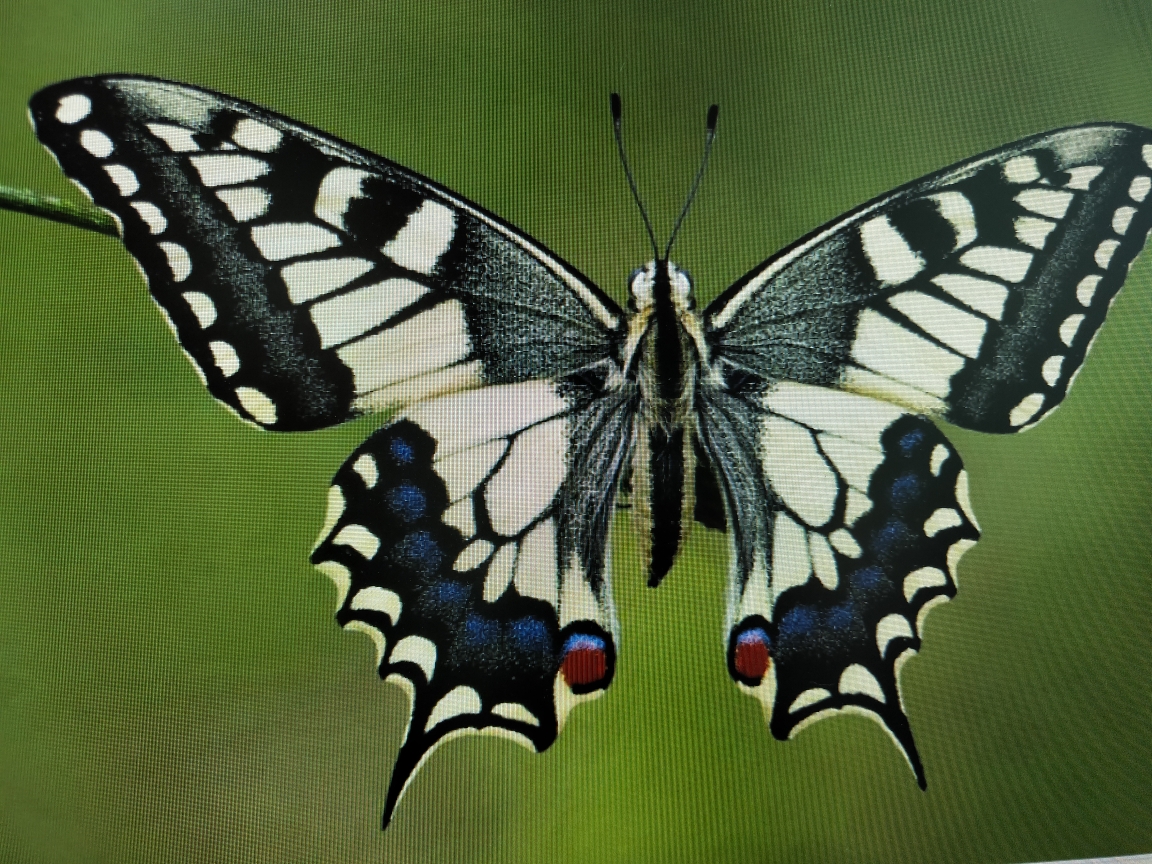 蝴蝶已扇动翅膀