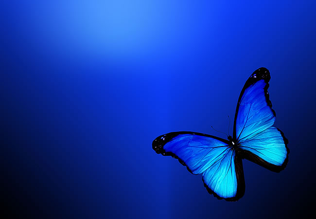 蓝蝴蝶图片大全 唯美图片