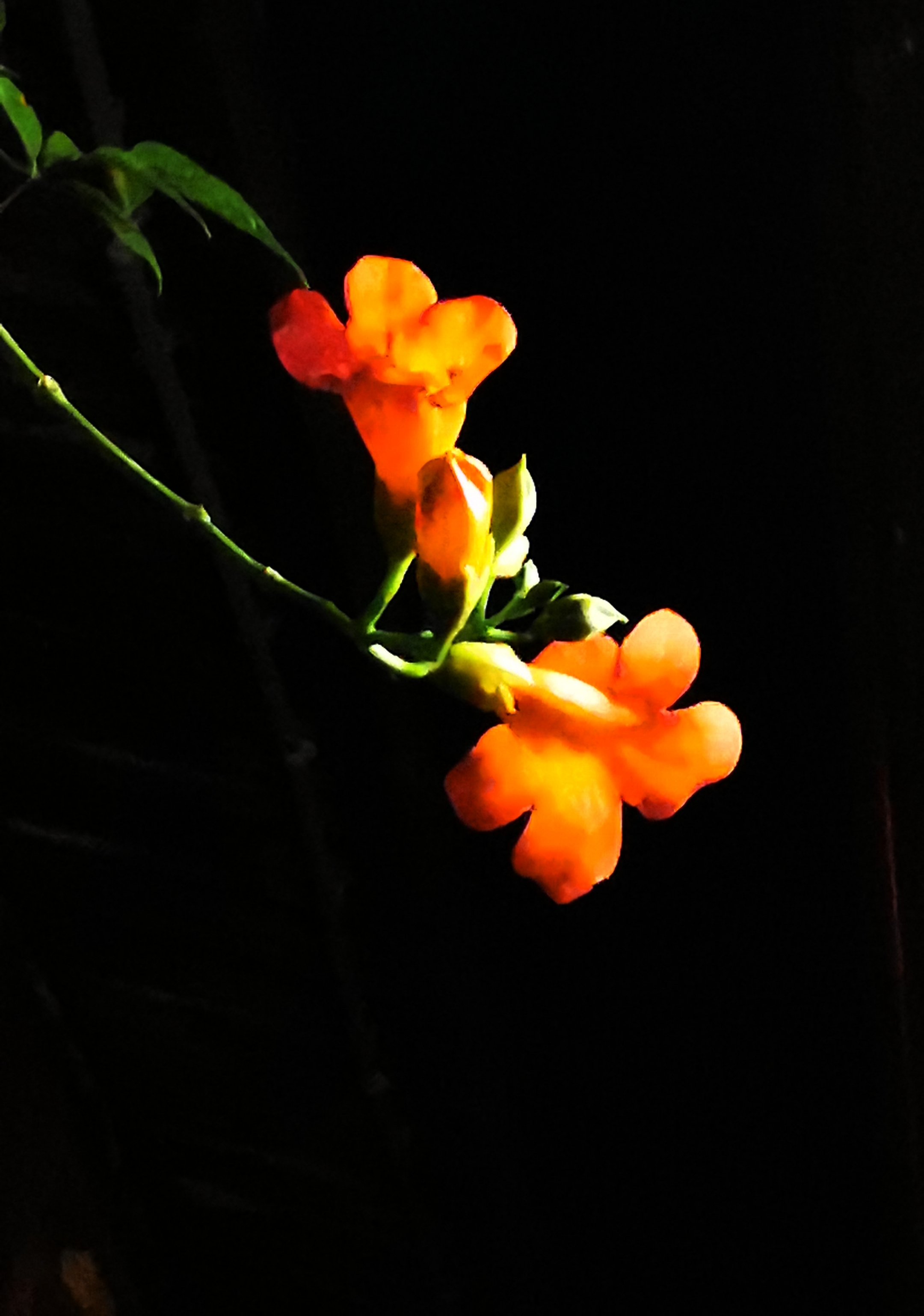 夜幕下的凌霄花