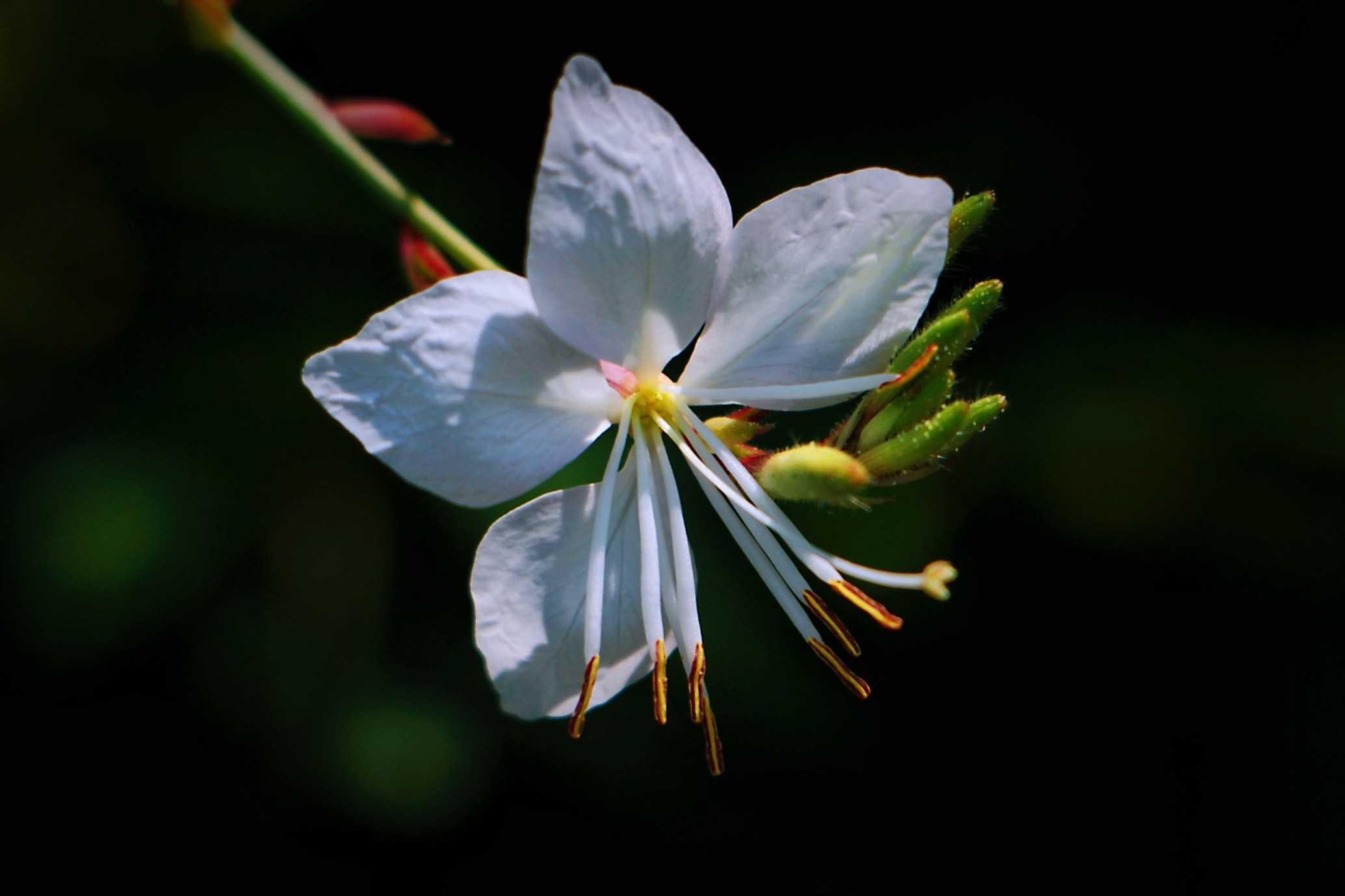 【首发】微拍白蝶花