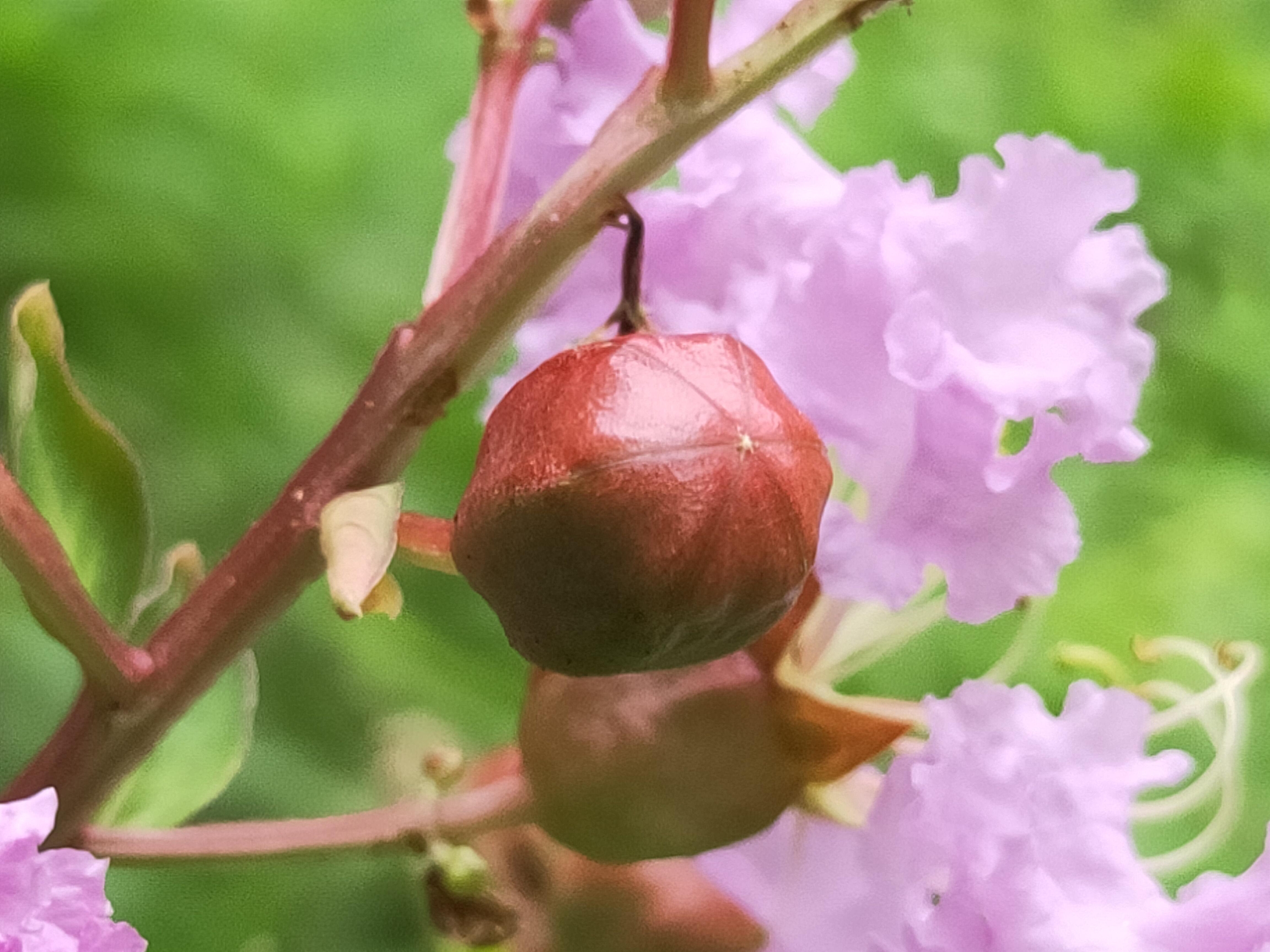 【首发】紫薇花与果