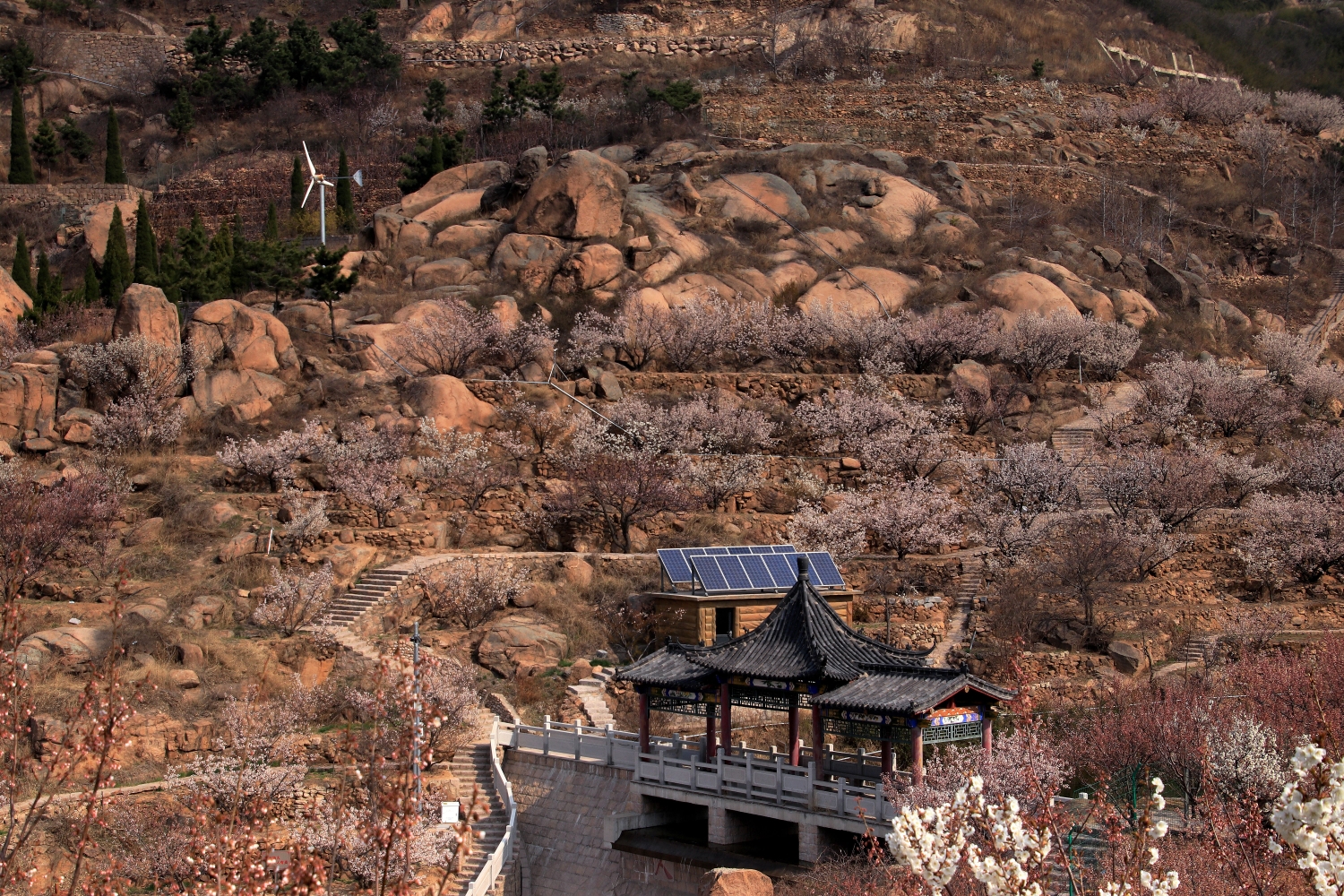 《我的春天因为有了你生活更完美》大崂樱桃谷拍摄札记杏花篇