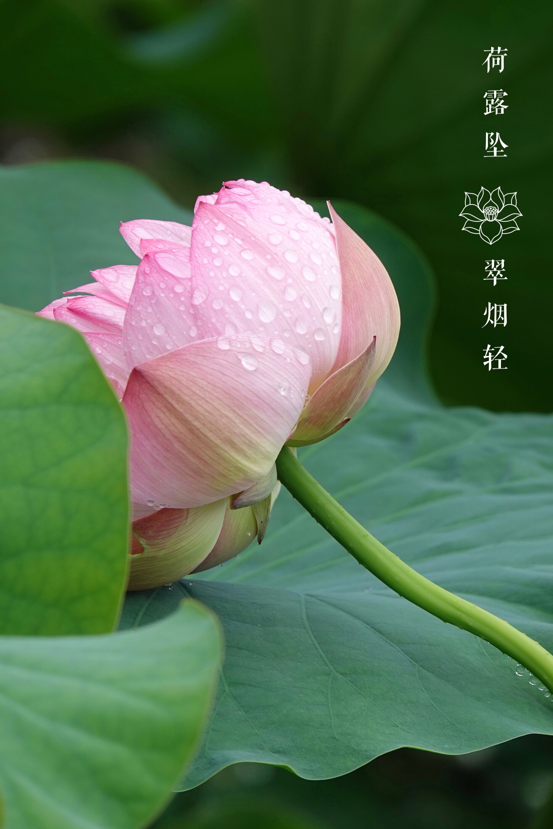 拍摄制作:曦月 诗词创作:王广林 含羞含姣,清水芙蓉窈窕 碧池边 莲叶