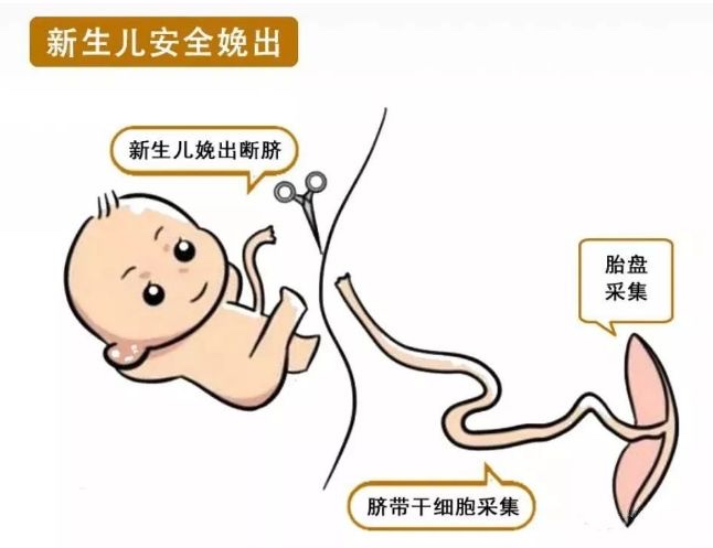 脐带间充质干细胞