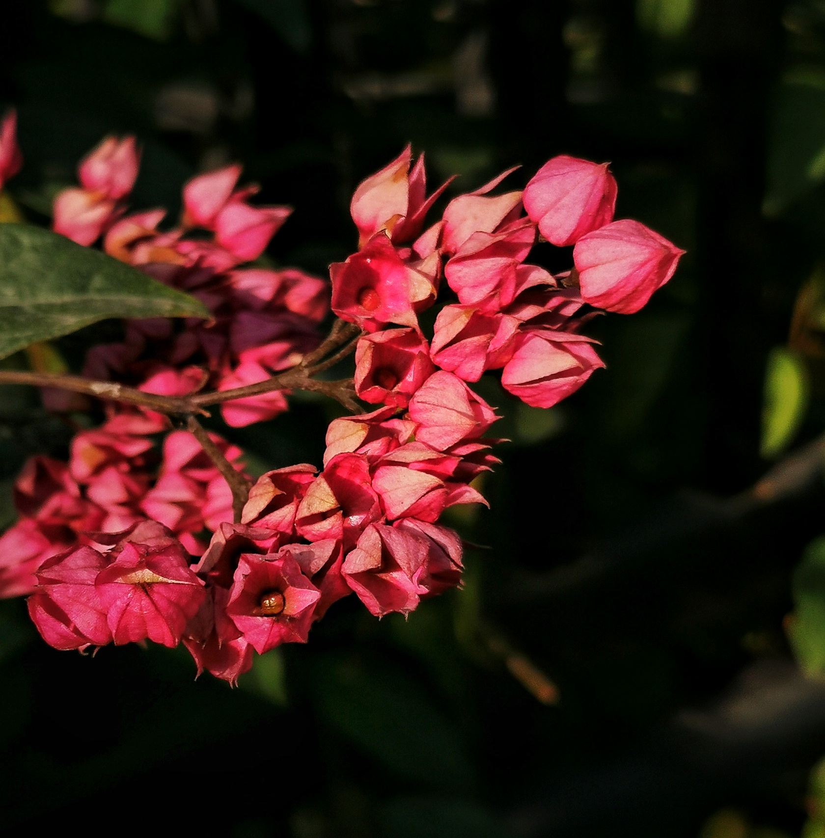 红萼龙吐珠 [首发]