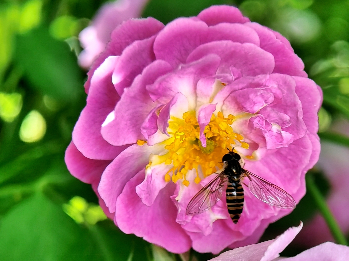 是蔷薇属部分植物的通称,主要指蔓藤蔷薇的变种及园艺品种.