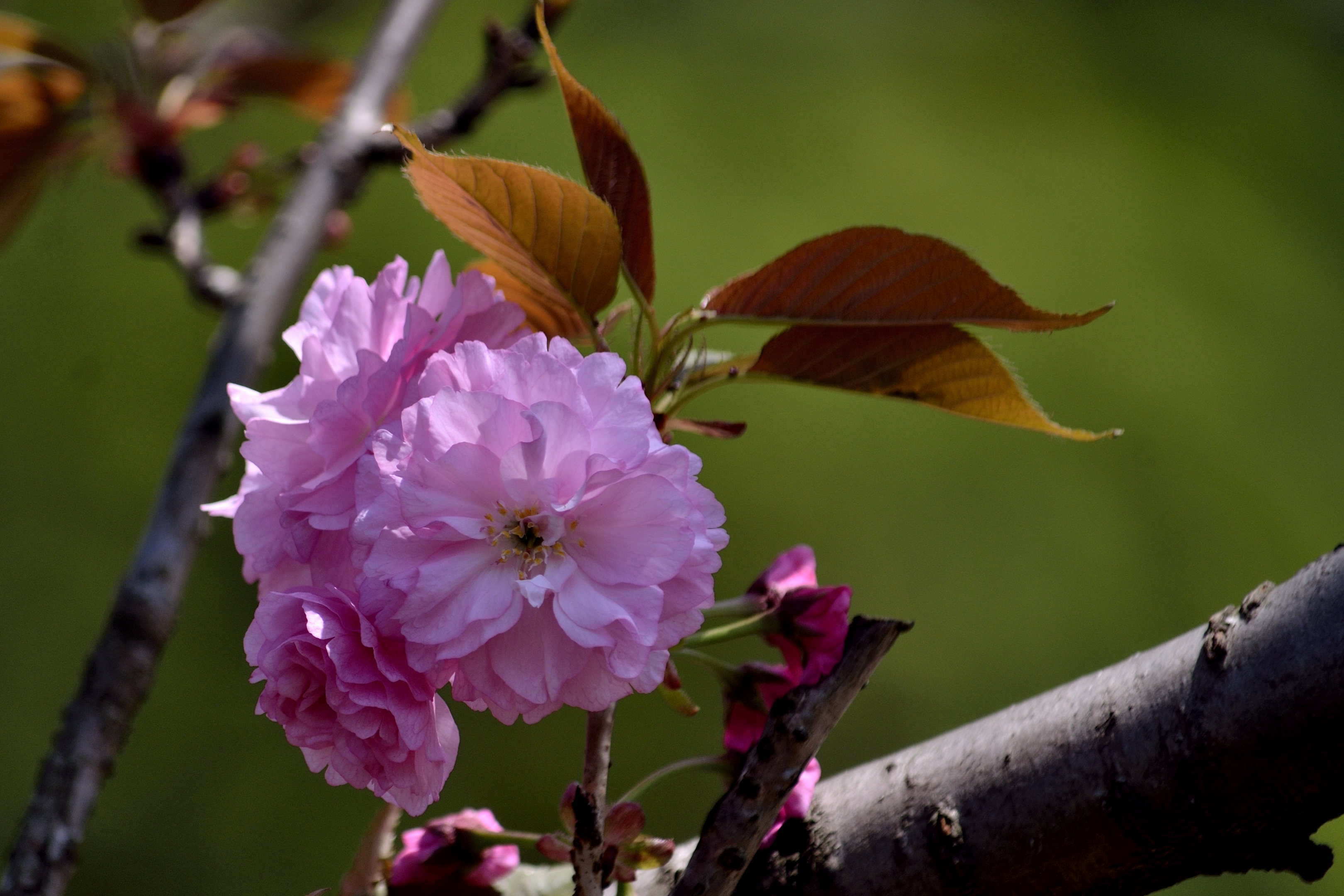 樱花系列一福禄寿樱花(首发)