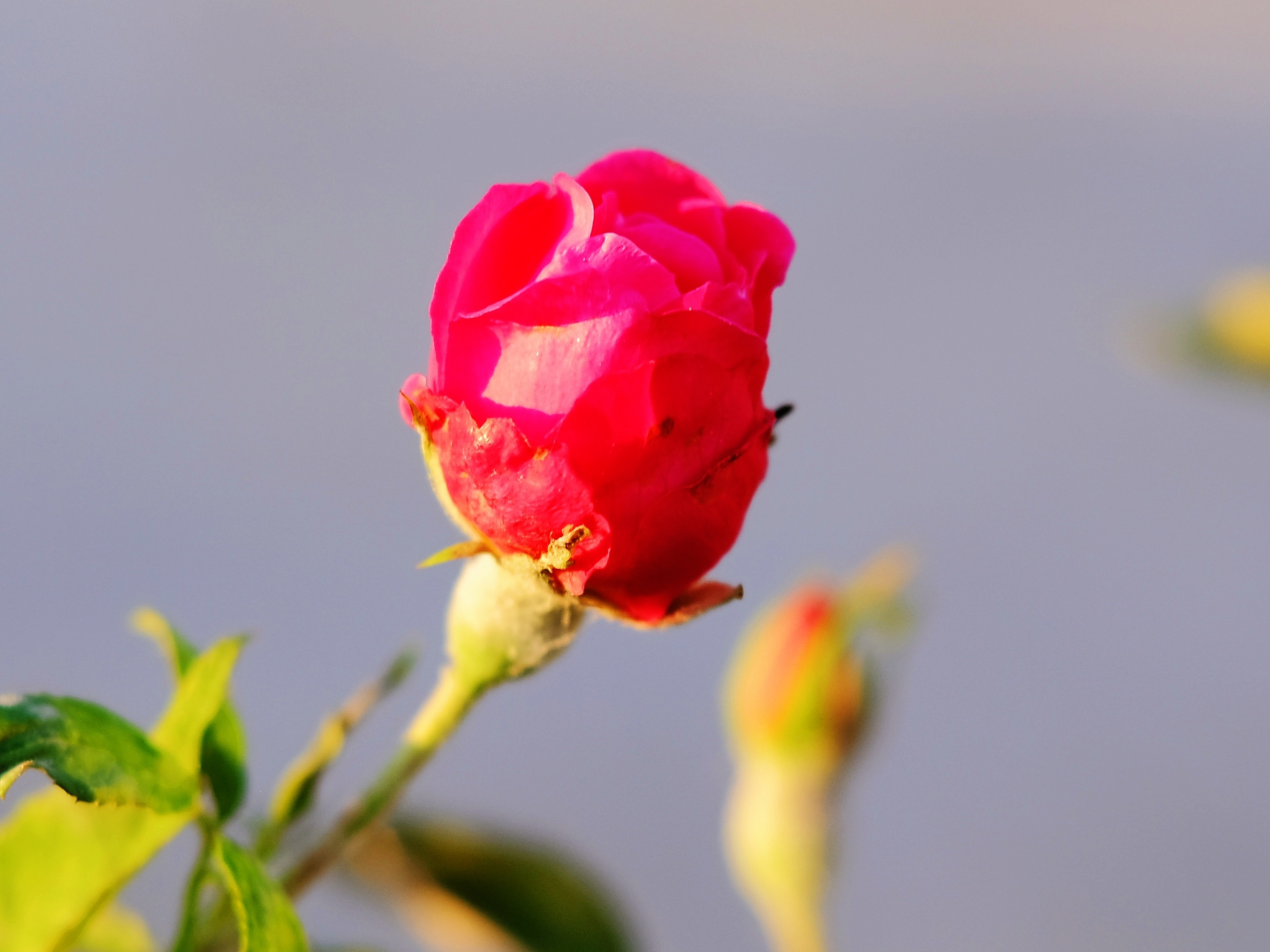 一朵美丽的蔷薇花图片