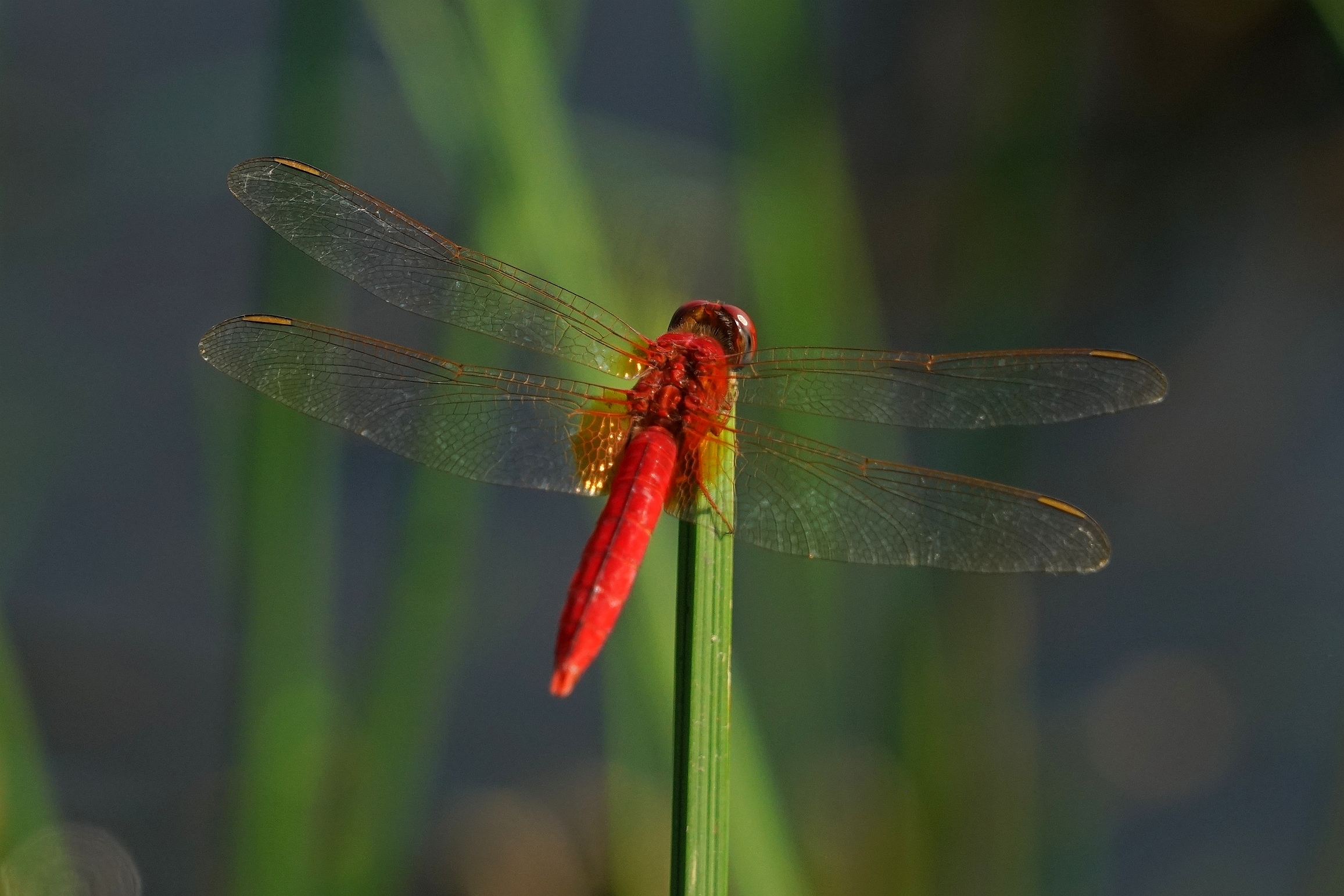 绿塘中的红蜻蜓