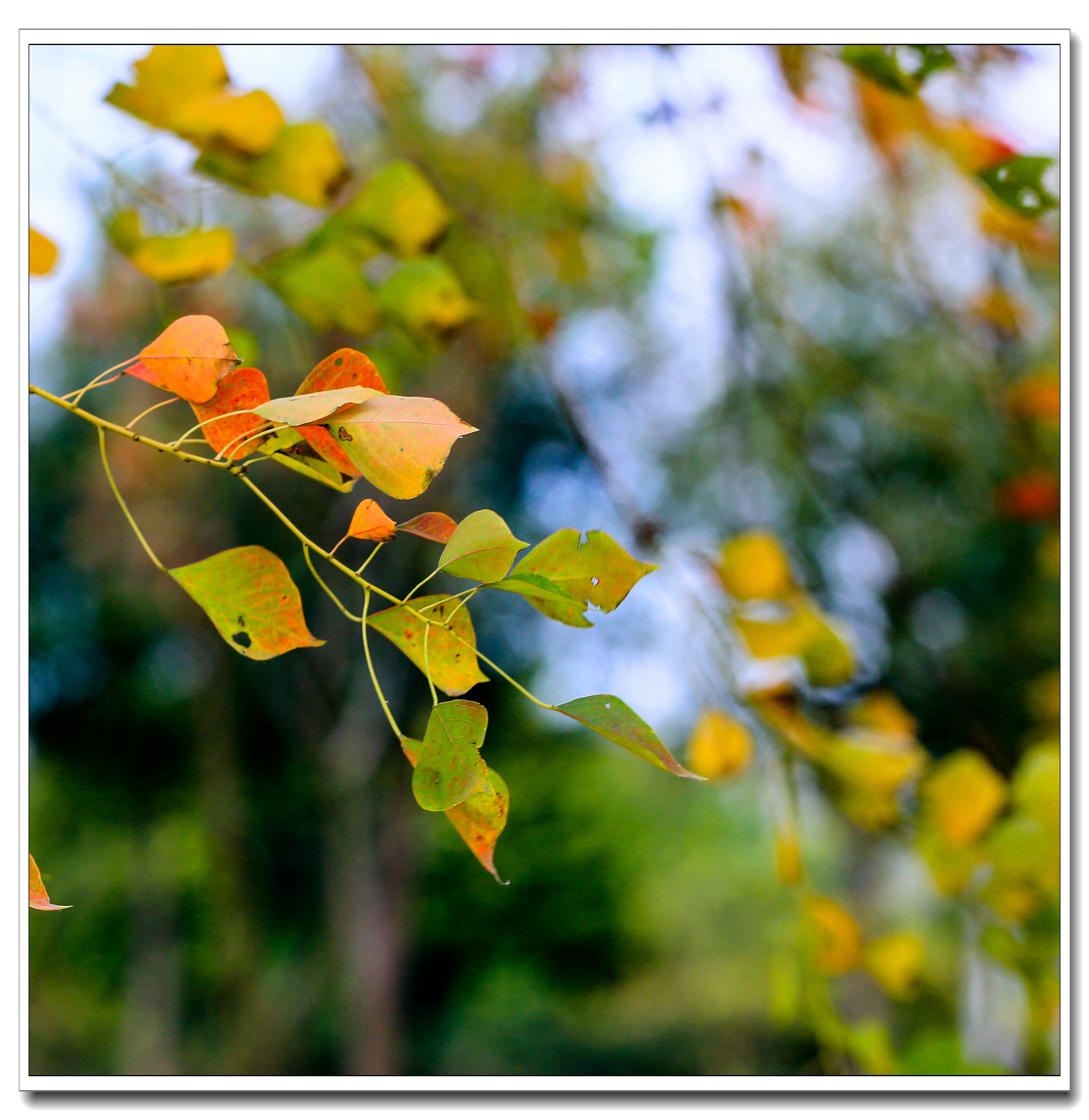 又见风吹乌桕树