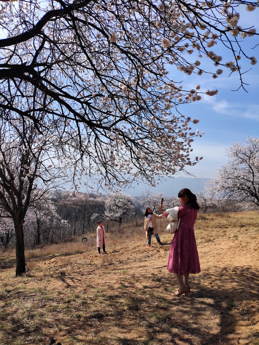 黃帝陵(鑄鼎原)千畝古杏林掠影