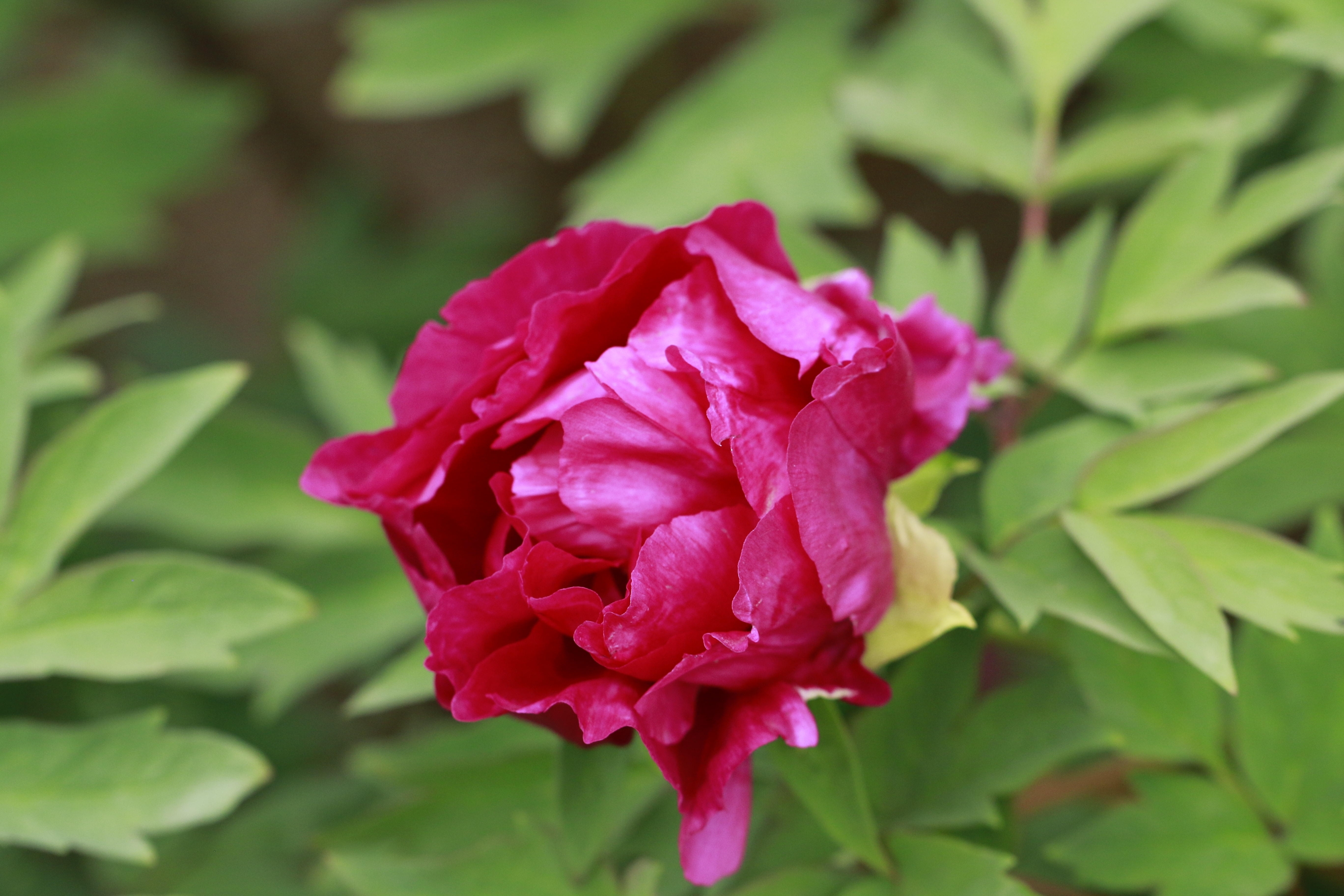 雍容华贵的红牡丹