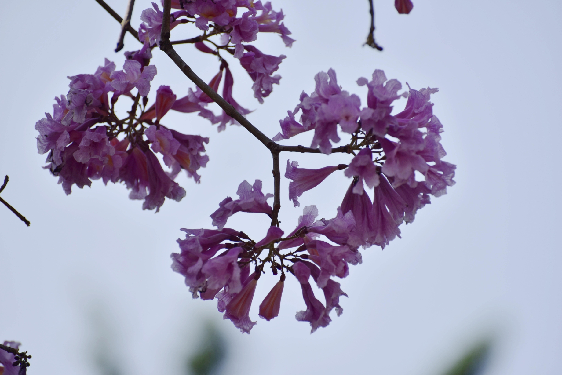 紫色风铃花树图片