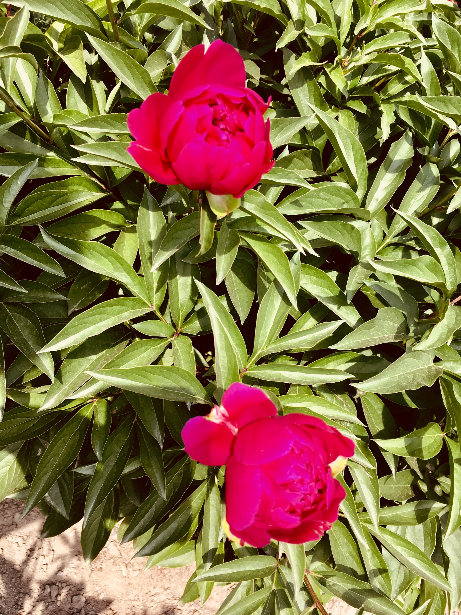 芍药初开百步香